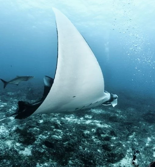 An image of Kontiki yacht
