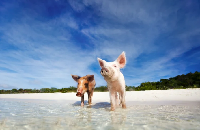 An image of Pig Beach