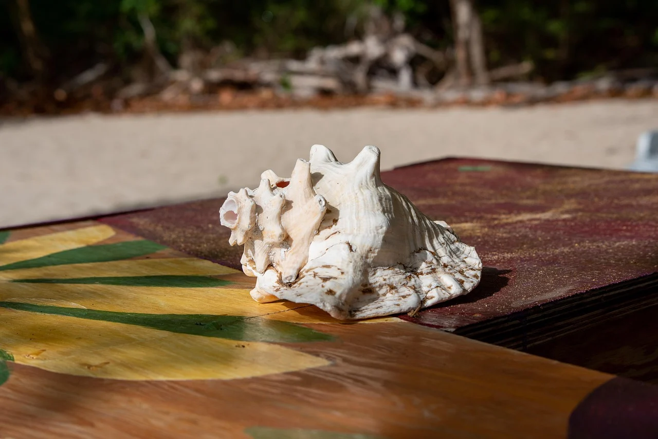 St vincent and the grenadines, Bequia, Conch shell
