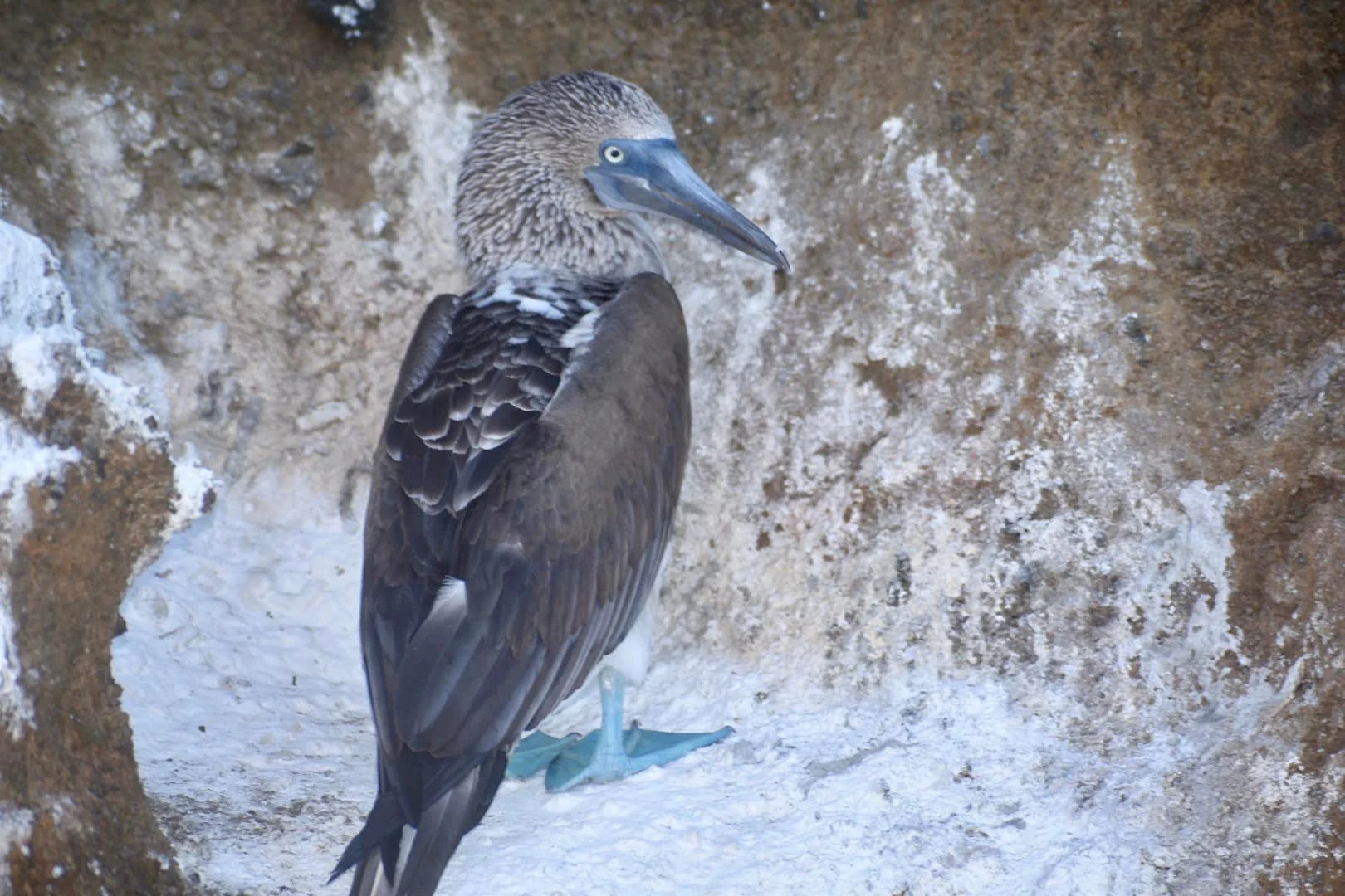Bartolome, Blue Footed Boobie.