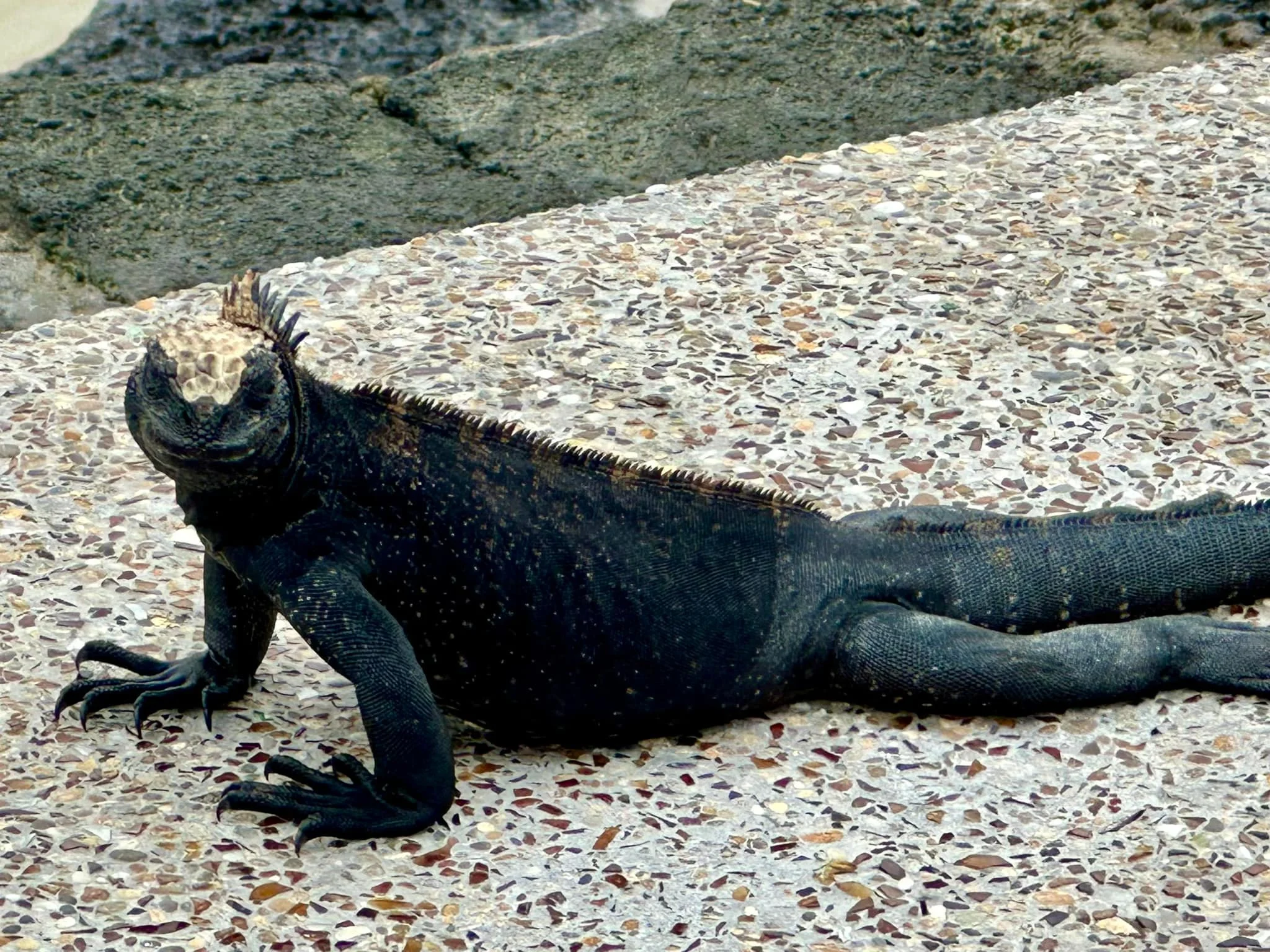 Isabela Island marine iguana.