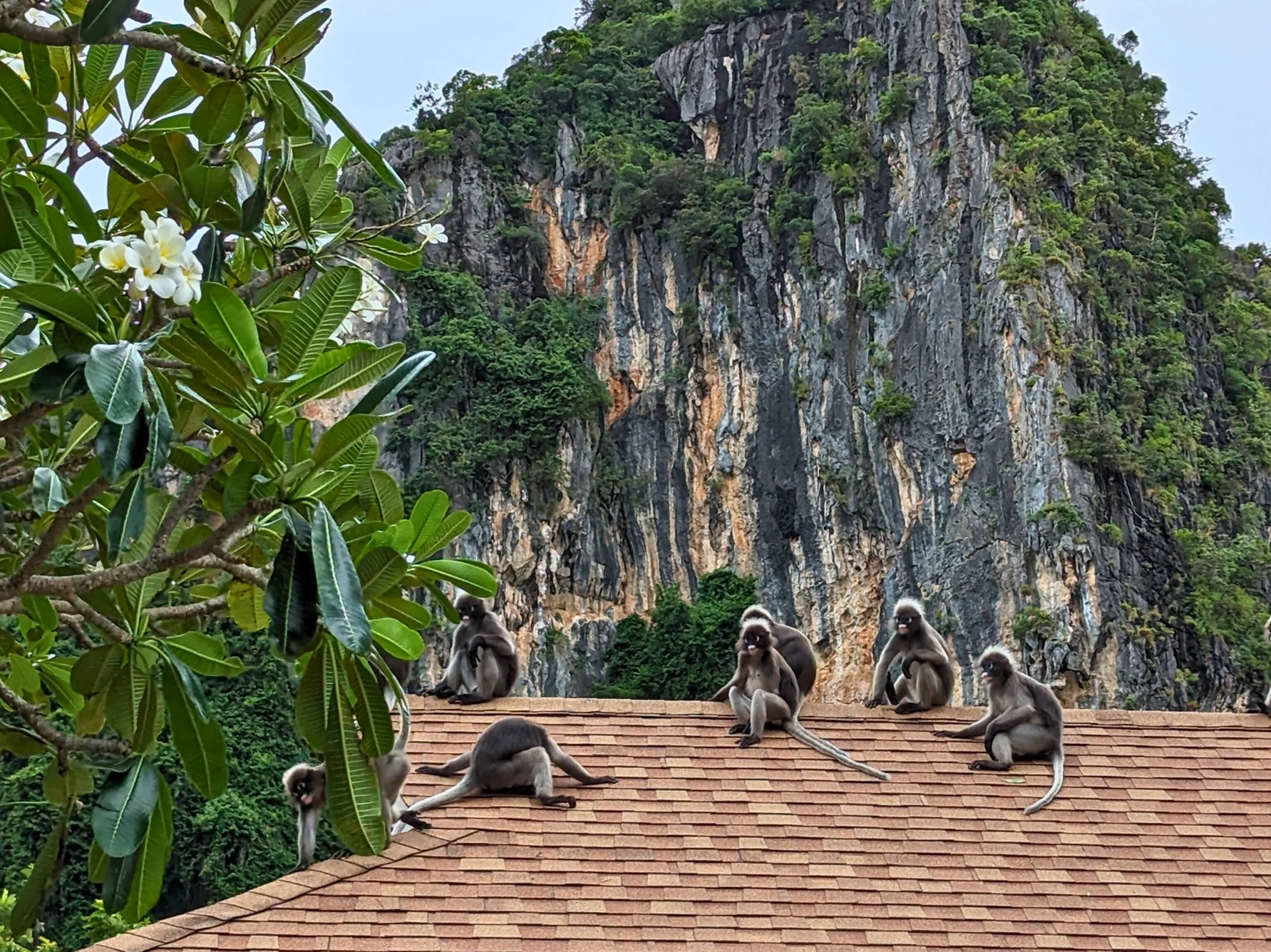 monkeys in Krabi Thailand.