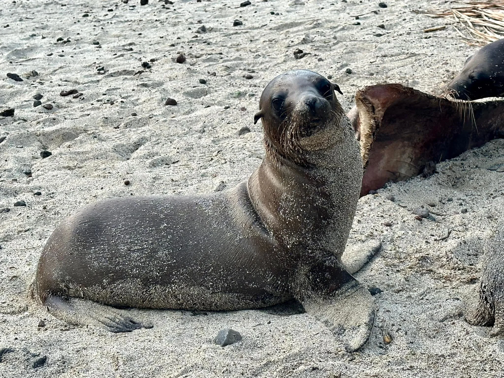 San Cristobal sea lion pup.