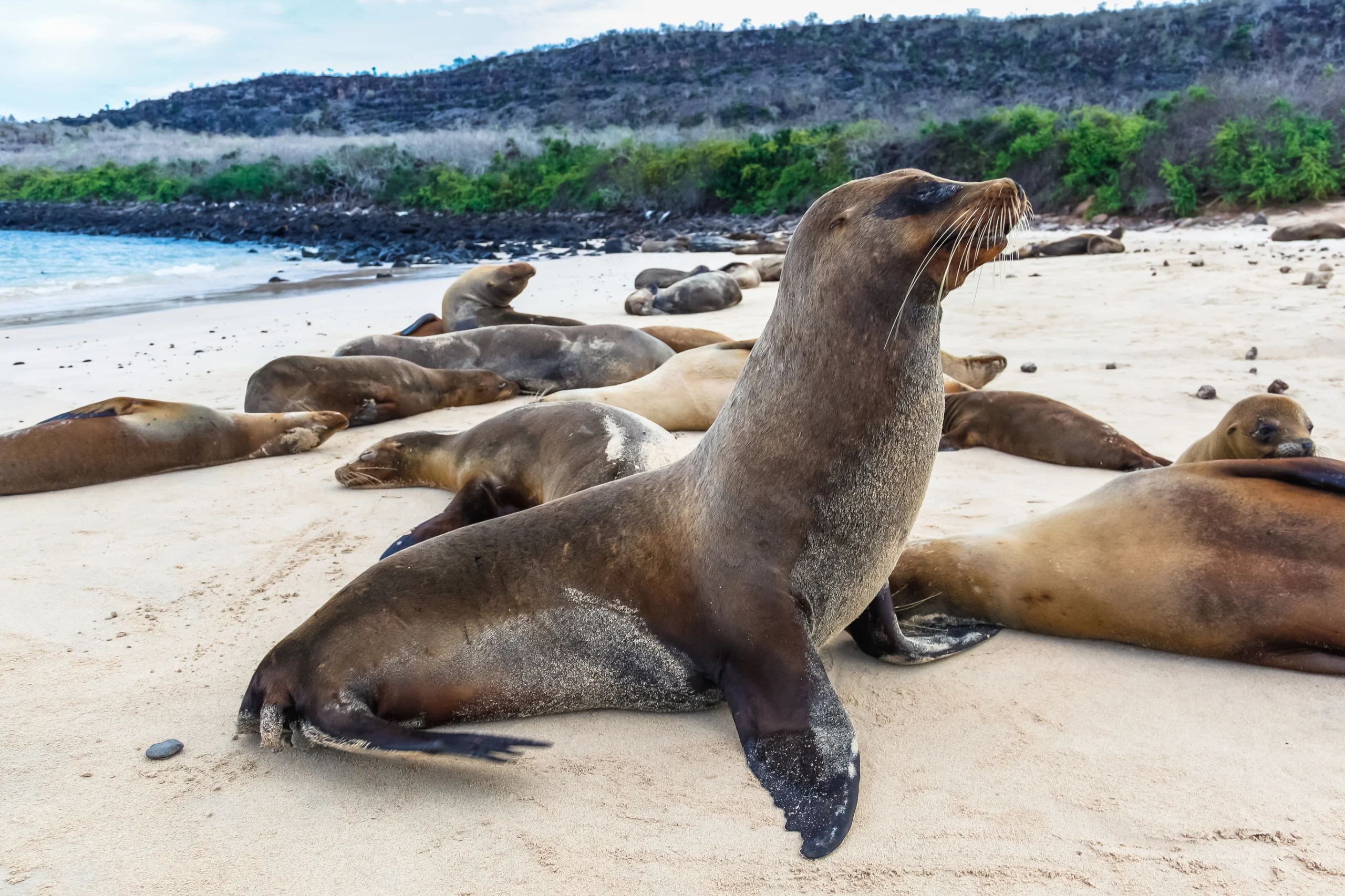 Group of sea lions on the beaches of Galapagos, Santa Fe.