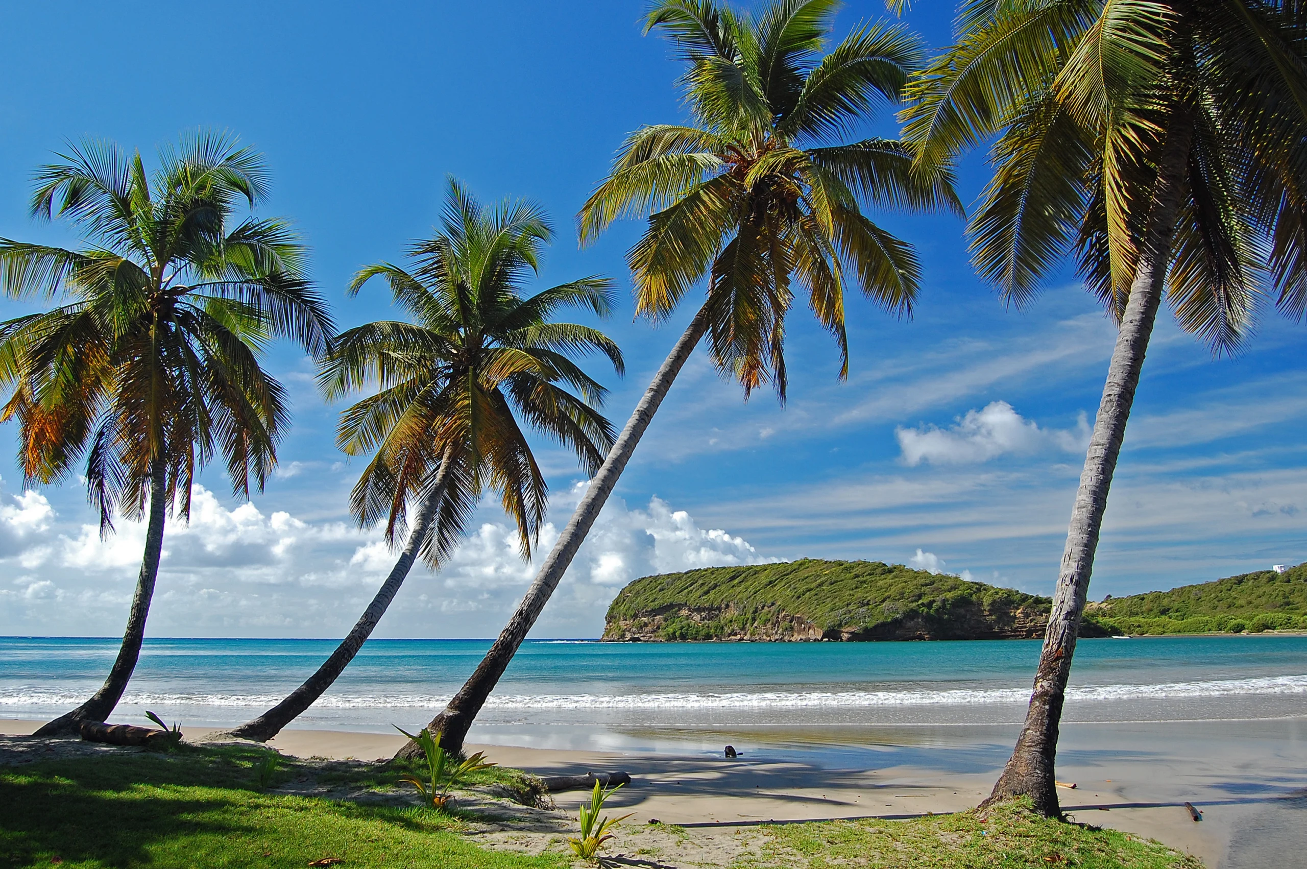 Palm trees on La Sagesse beach on Grenada Island.
