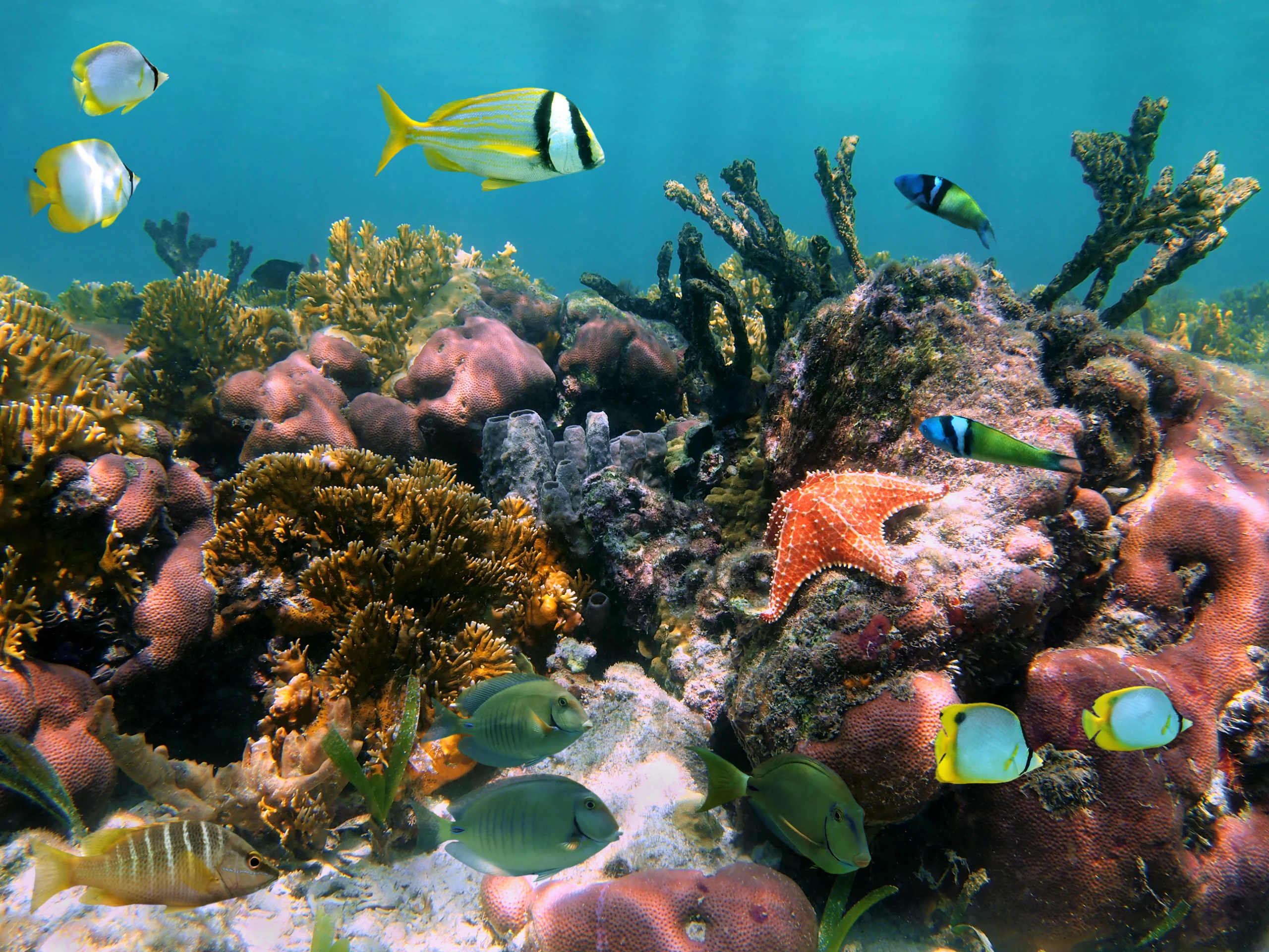 Tropical fish in the corals.