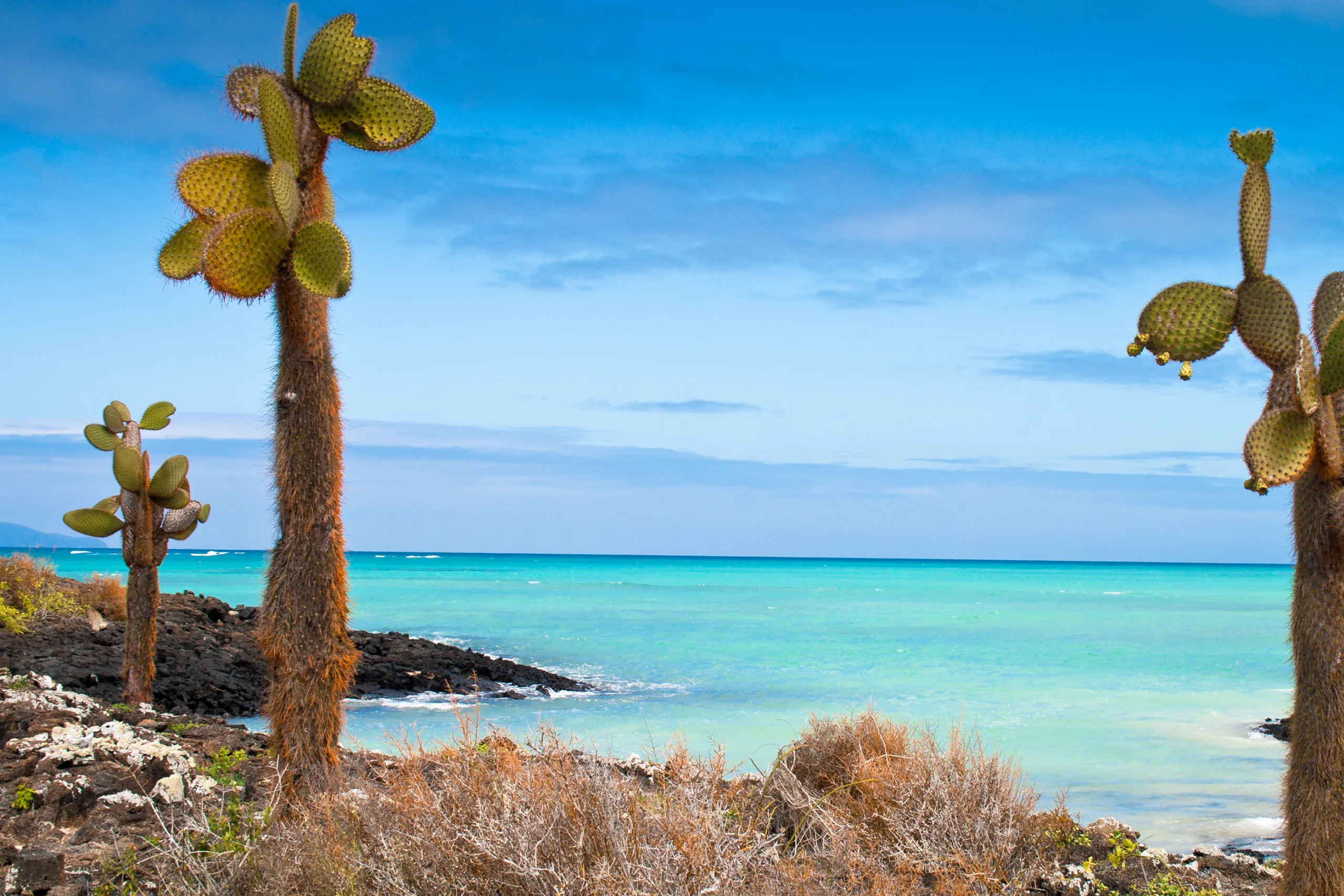 El Garrapatero beach, Santa Cruz, Galapagos Islands.