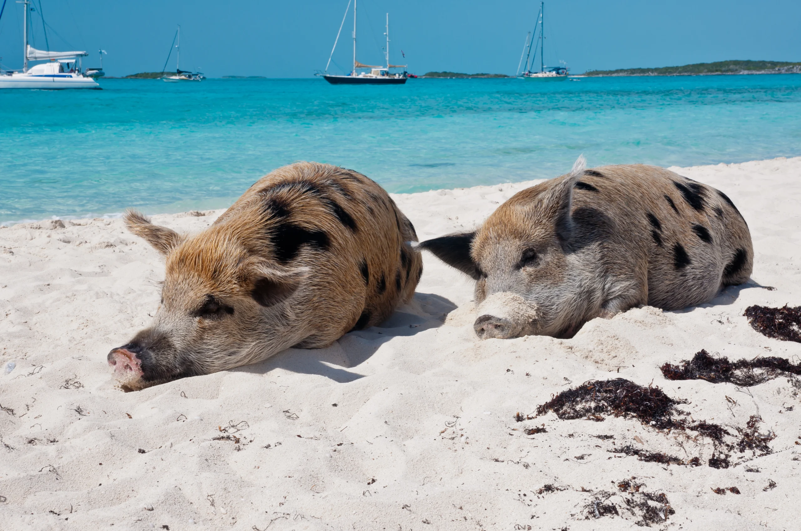 Wild pigs on Big Majors Island in The Bahamas, lounging and walking around in the sand and ocean.
