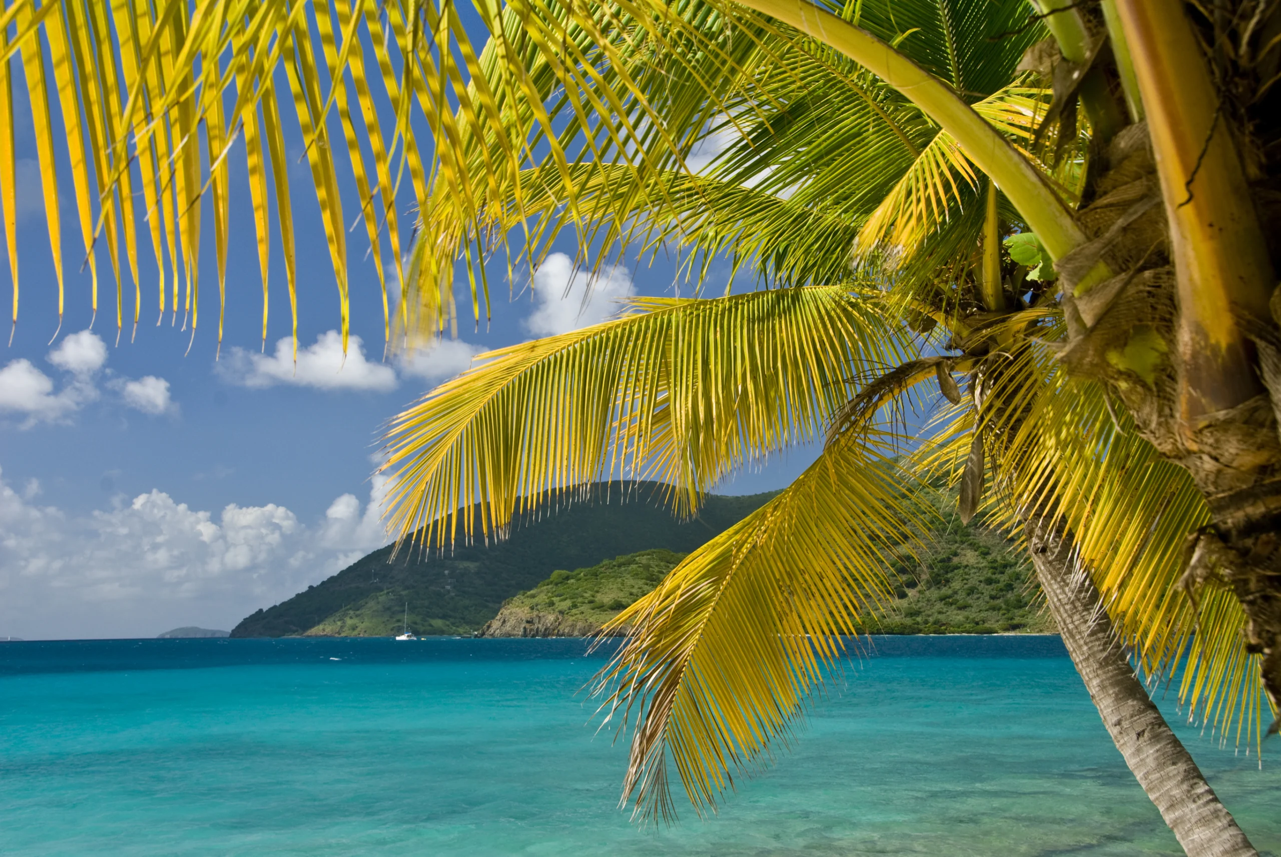 A beautful palm tree with the island of Jost Van in the background in the British Virgin Islands BVI.