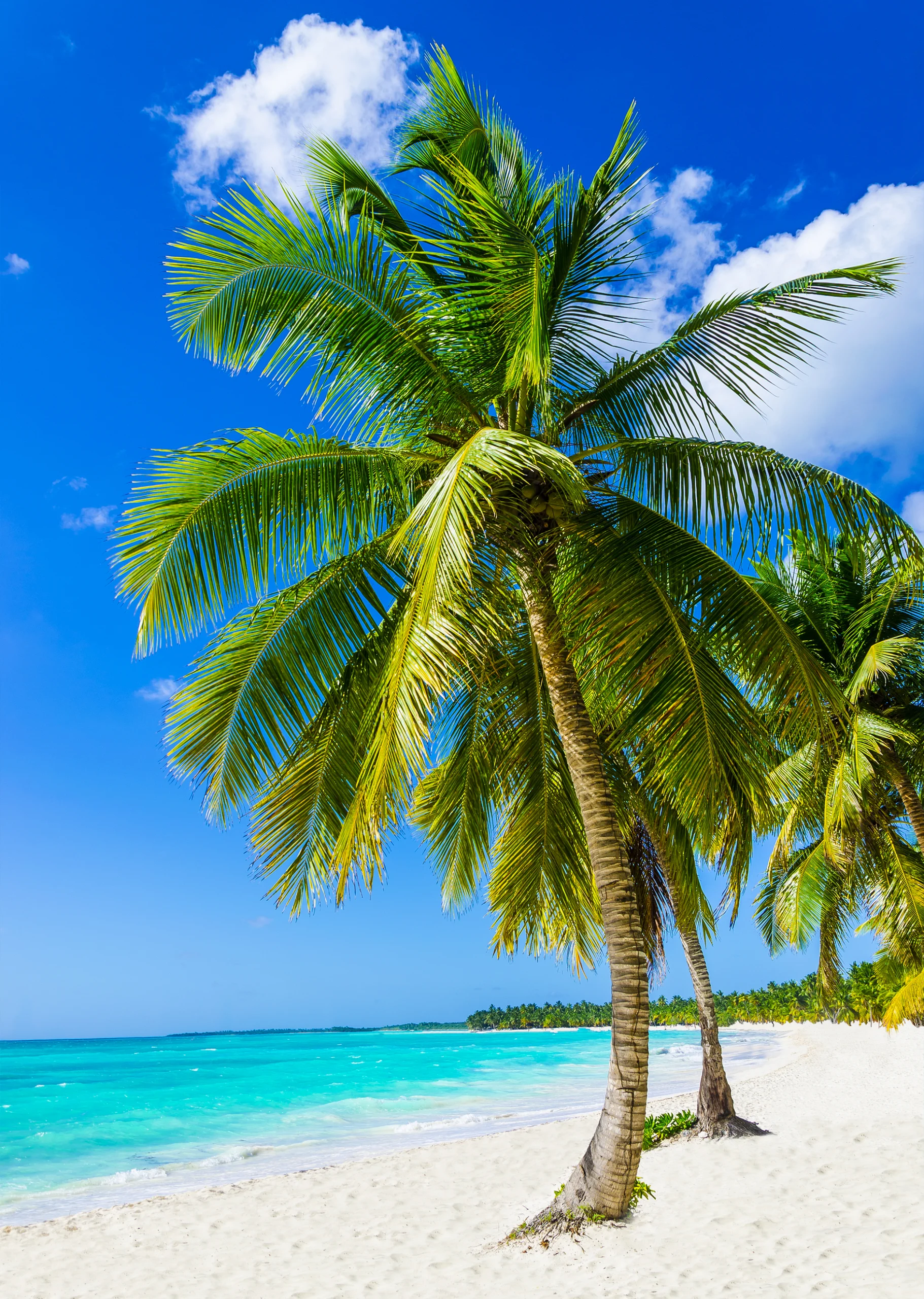 Tropical sandy beach with exotic palm trees, against blue sky and azure water in Caribbean Island.