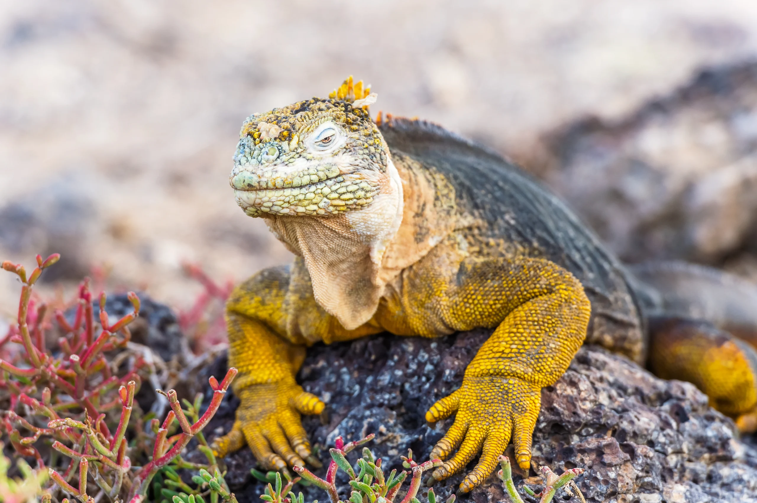 Wild land iguana on Santa Fe island in Galapagos.