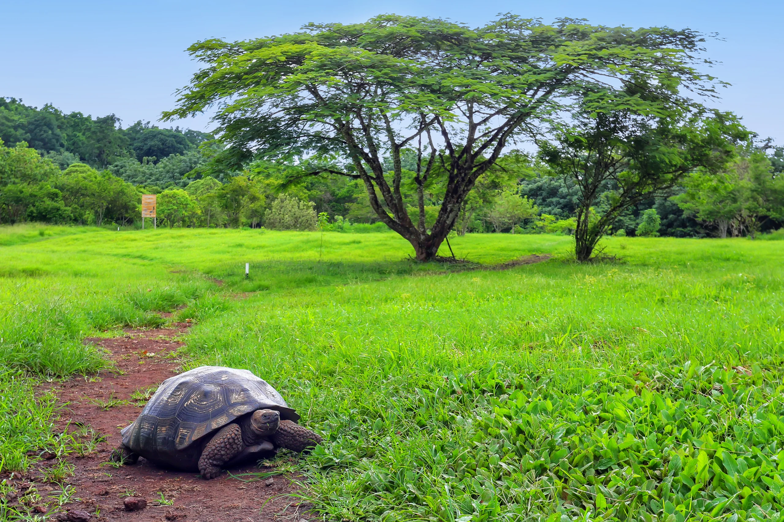 Galapagos giant tortoise on Santa Cruz Island in Galapagos National Park, Ecuador.