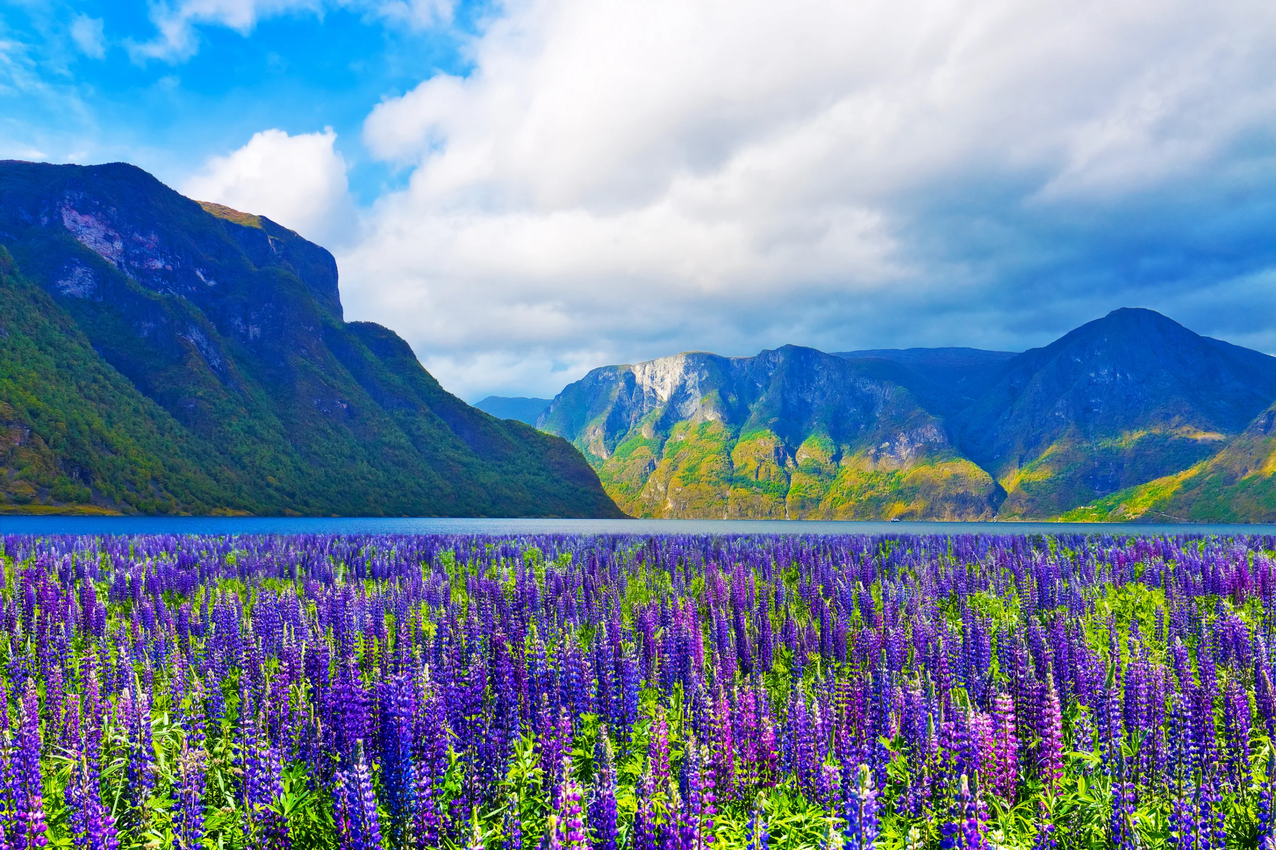 Scenic summer nature landscape of Scandinavian mountains and flower meadow in fjords of Norway.
