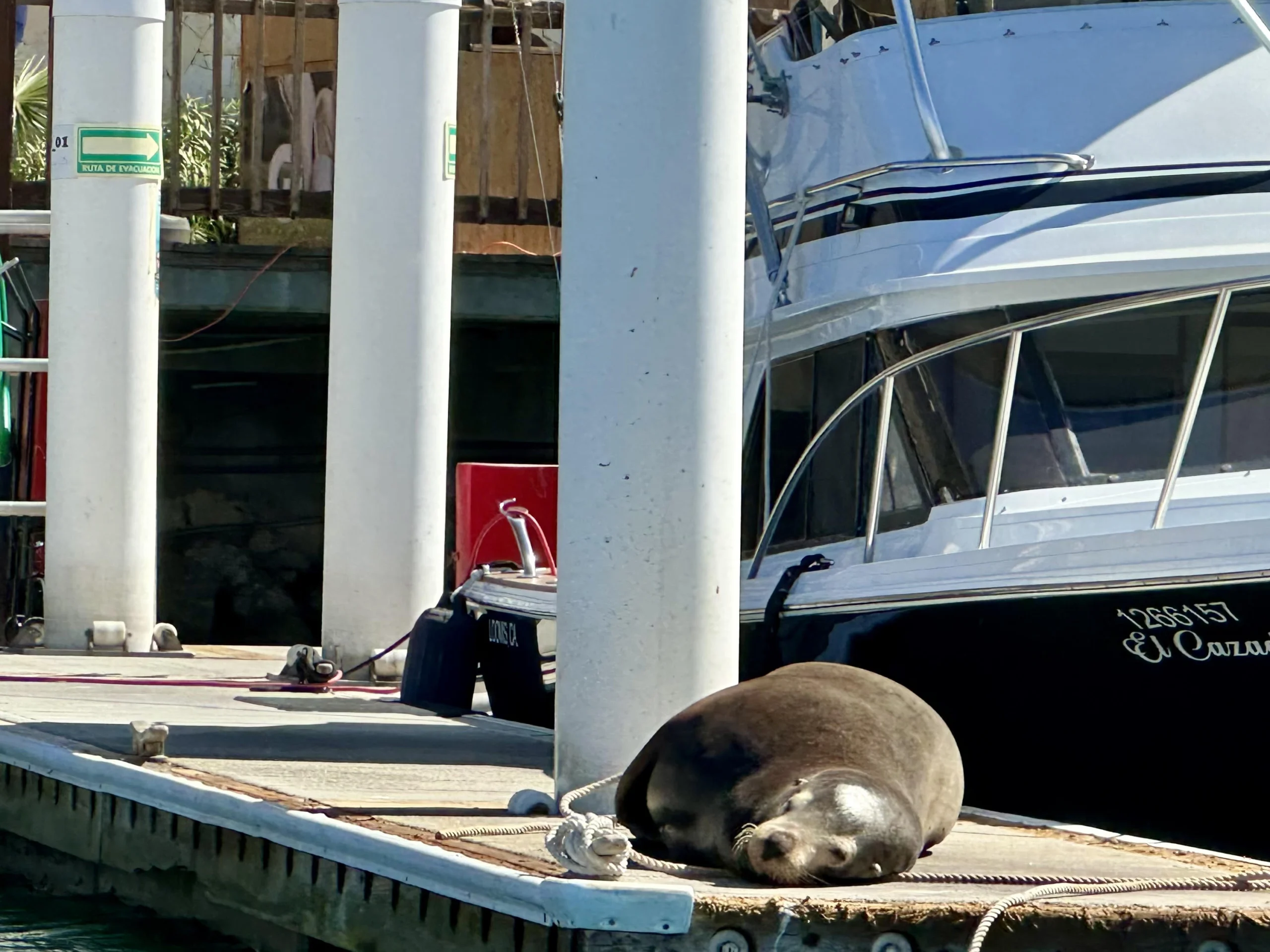 Cabo Marina sea lion on the dock.
