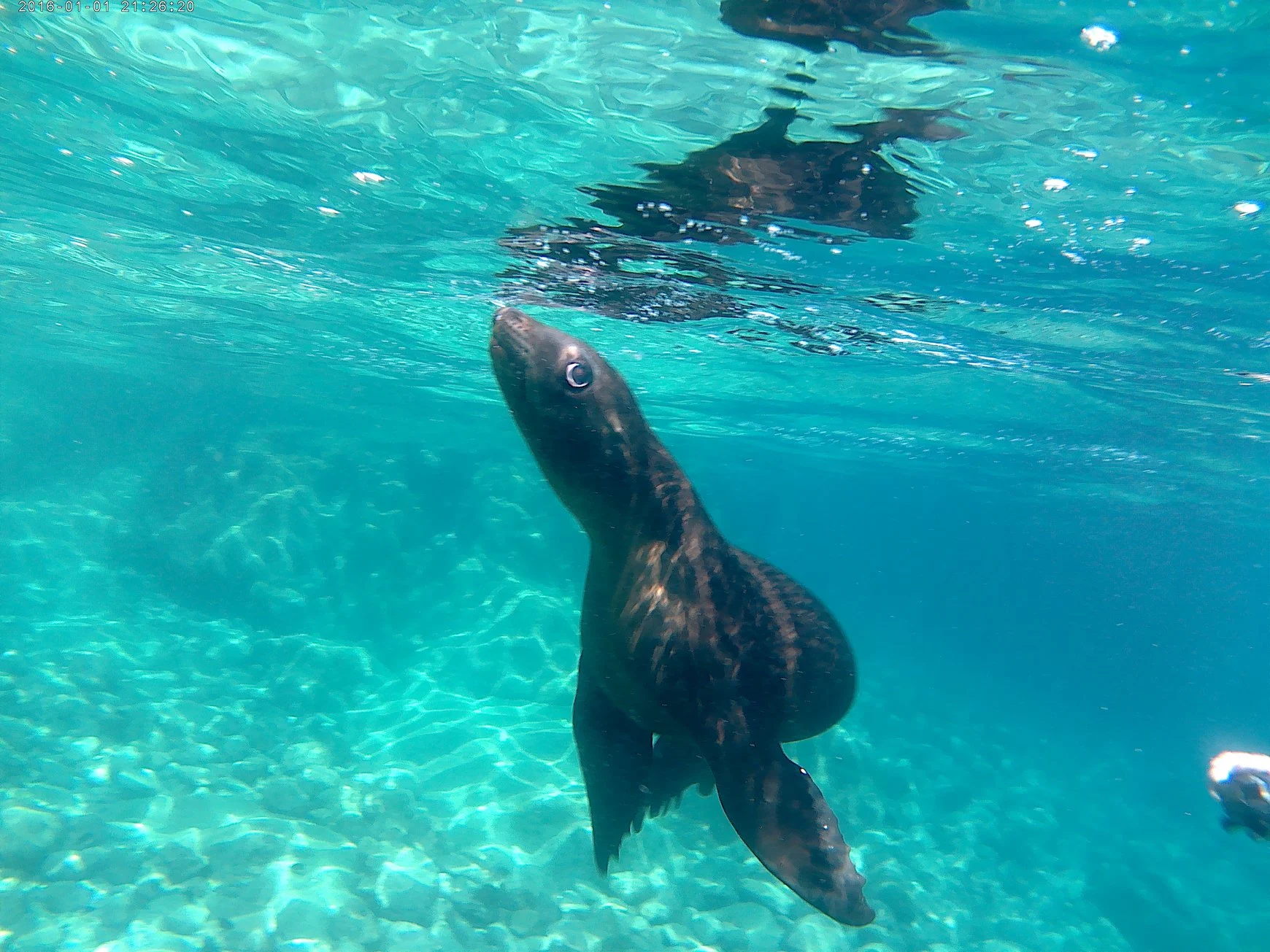 Los Islotes snorkeling with sea lions.