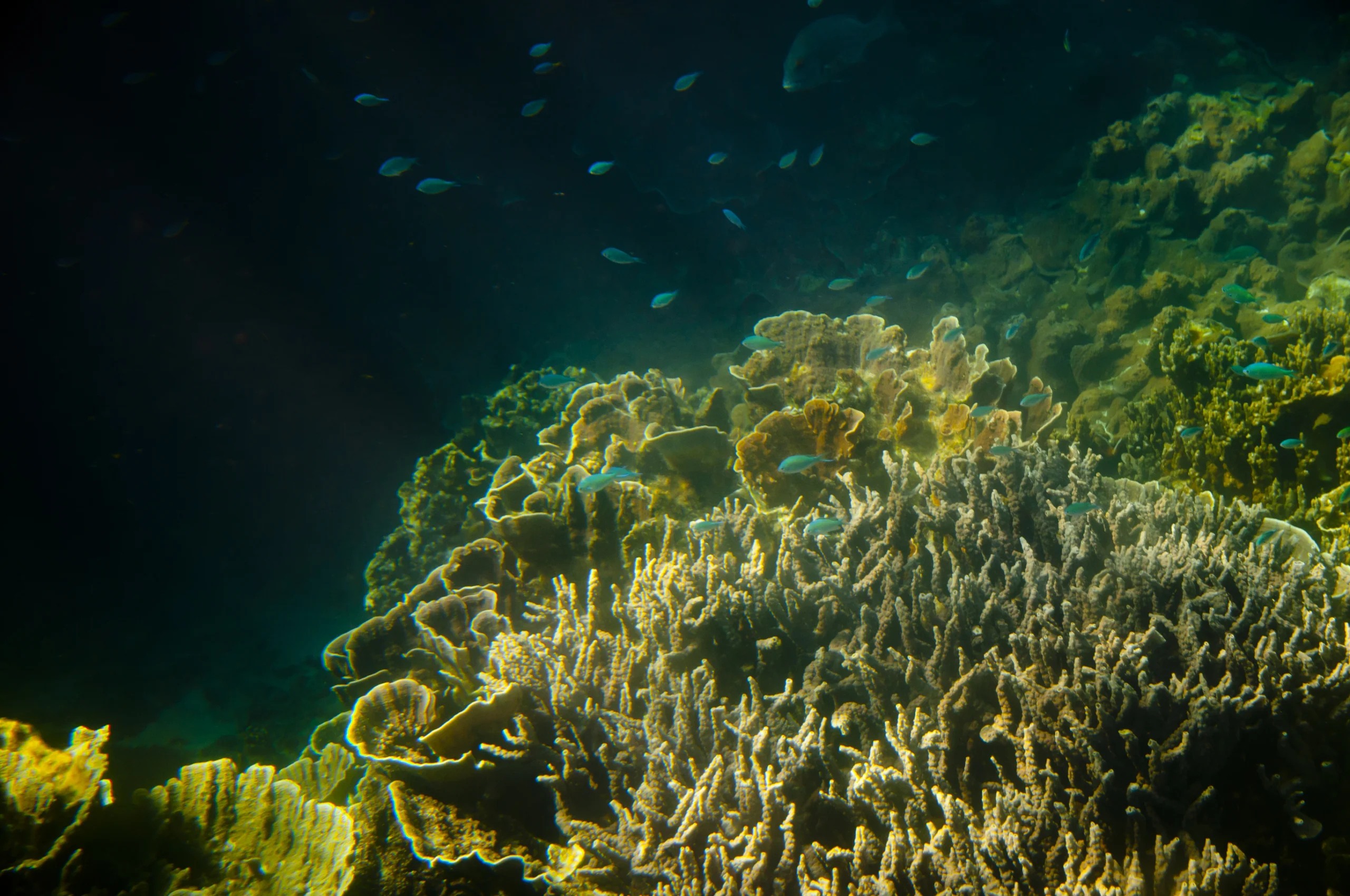 Ningaloo Reef, Coral Bay, Western Australia.