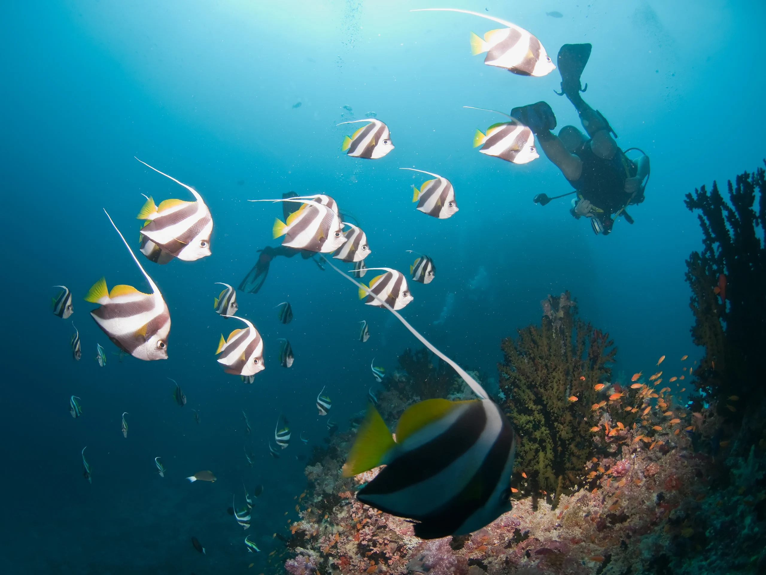 Scuba diving Maldives coral reef.