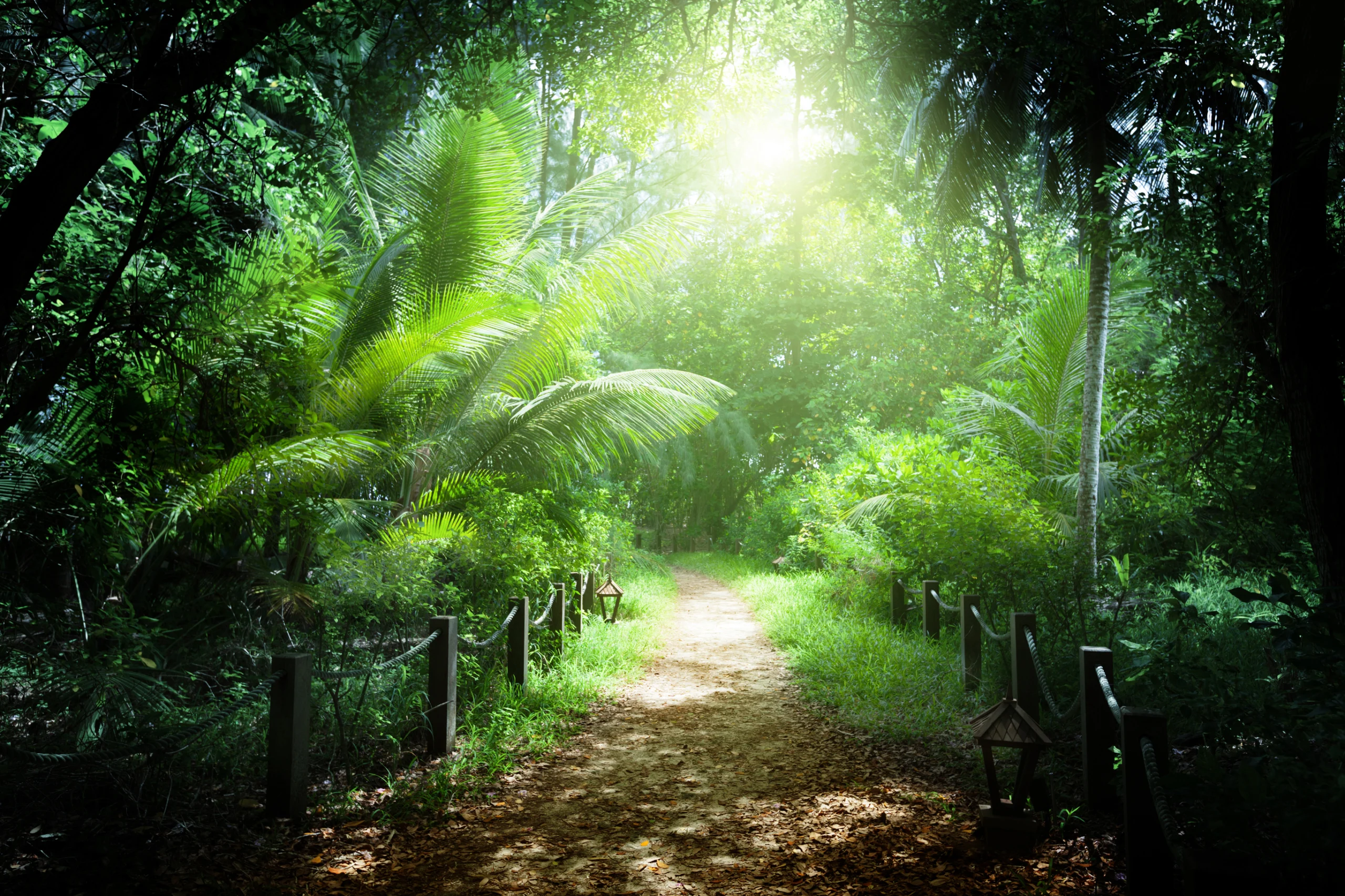 Way in jungle of Seychelles islands.