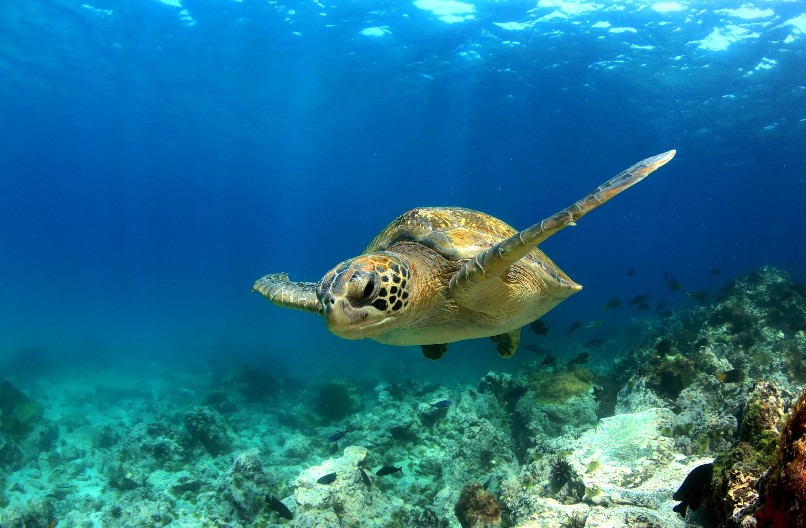 Sea turtle underwater Galapagos Islands.