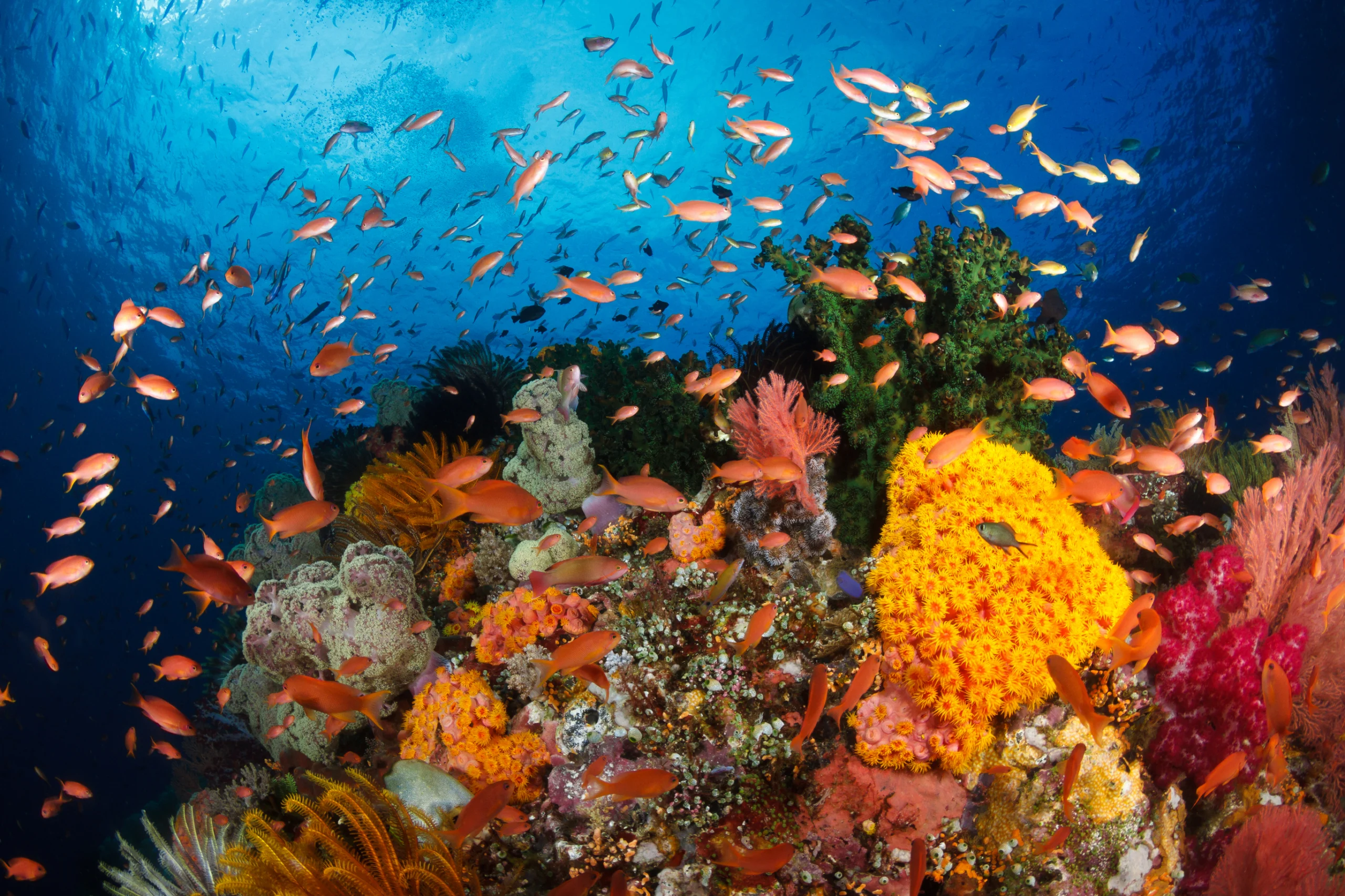 Colorful reef,Raja ampat,Indonesia.