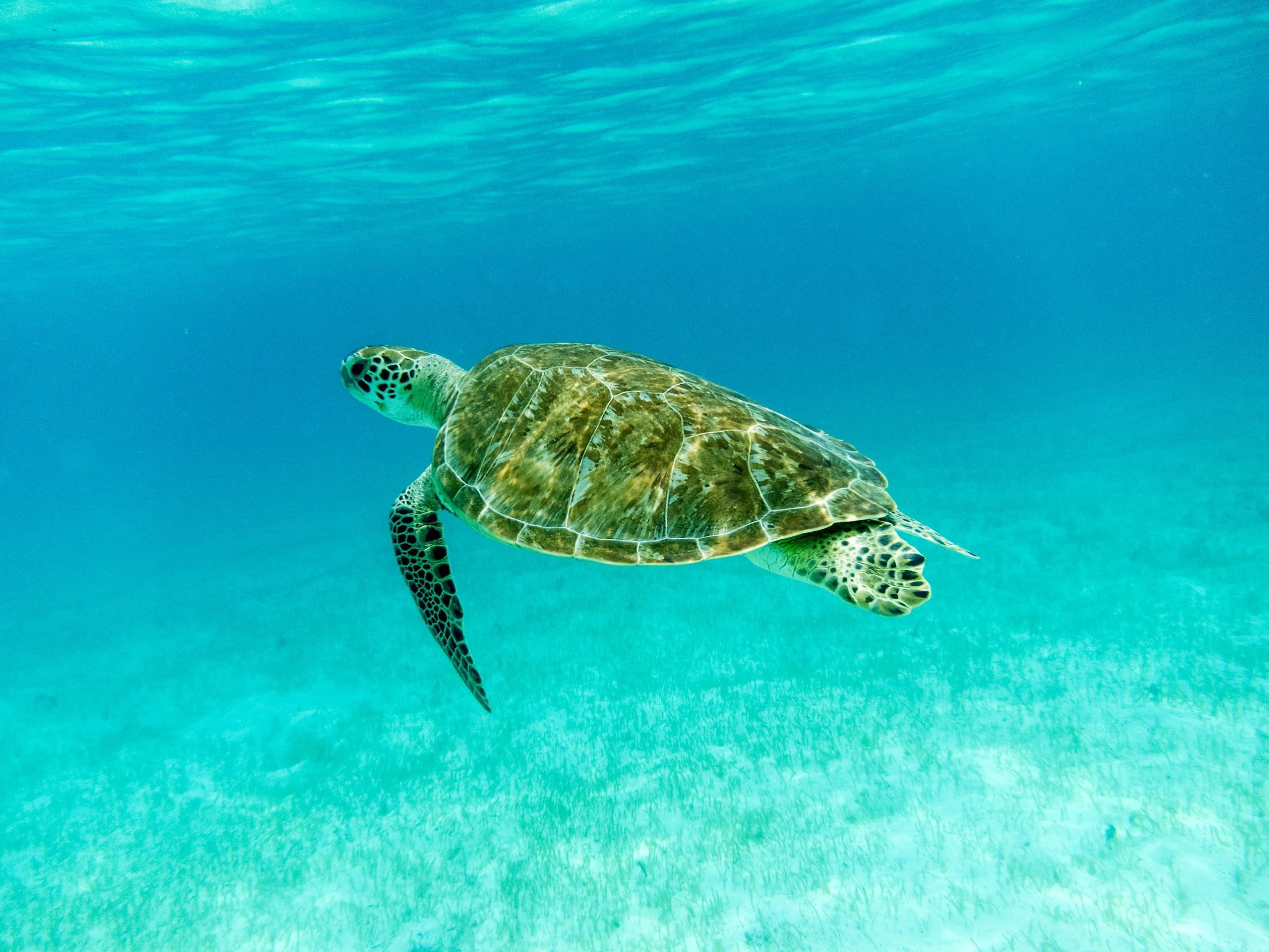 Green Sea Turtle (Chelonia mydas) Swimming. Green Sea Turtle (Chelonia mydas) swimming in sunlit, turquoise, shallow Caribbean seas. Tobago Cays, Marine Park: