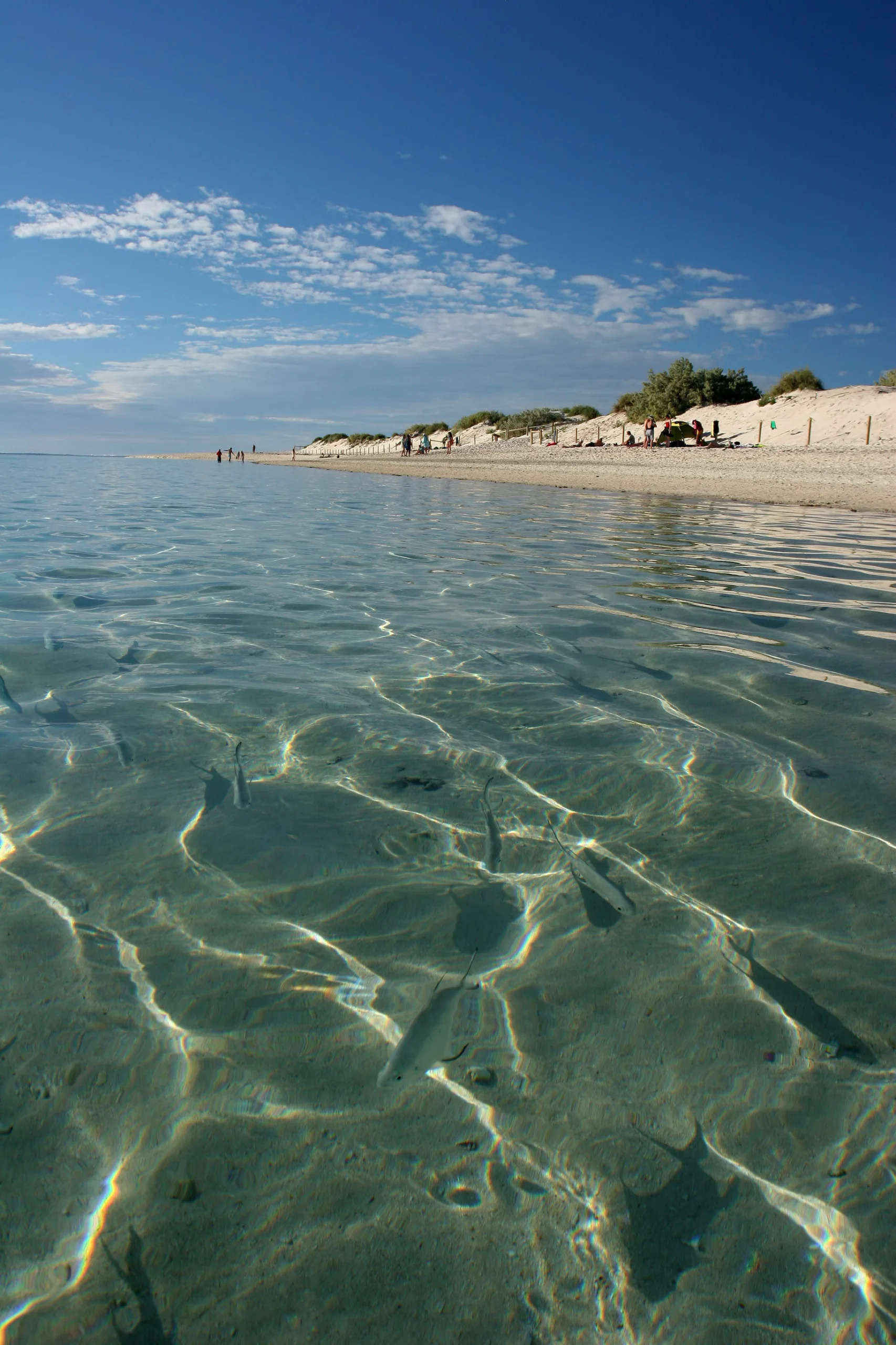 Reef fish in clear sea close to beach at Exmouth Western Australia.