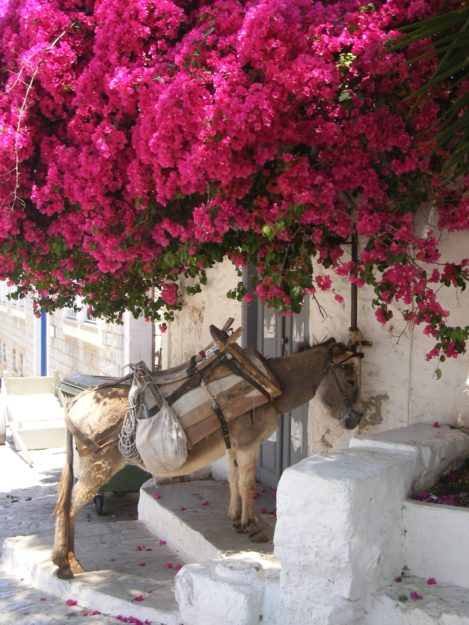 Hydra Island Greece Donkey Flowers.