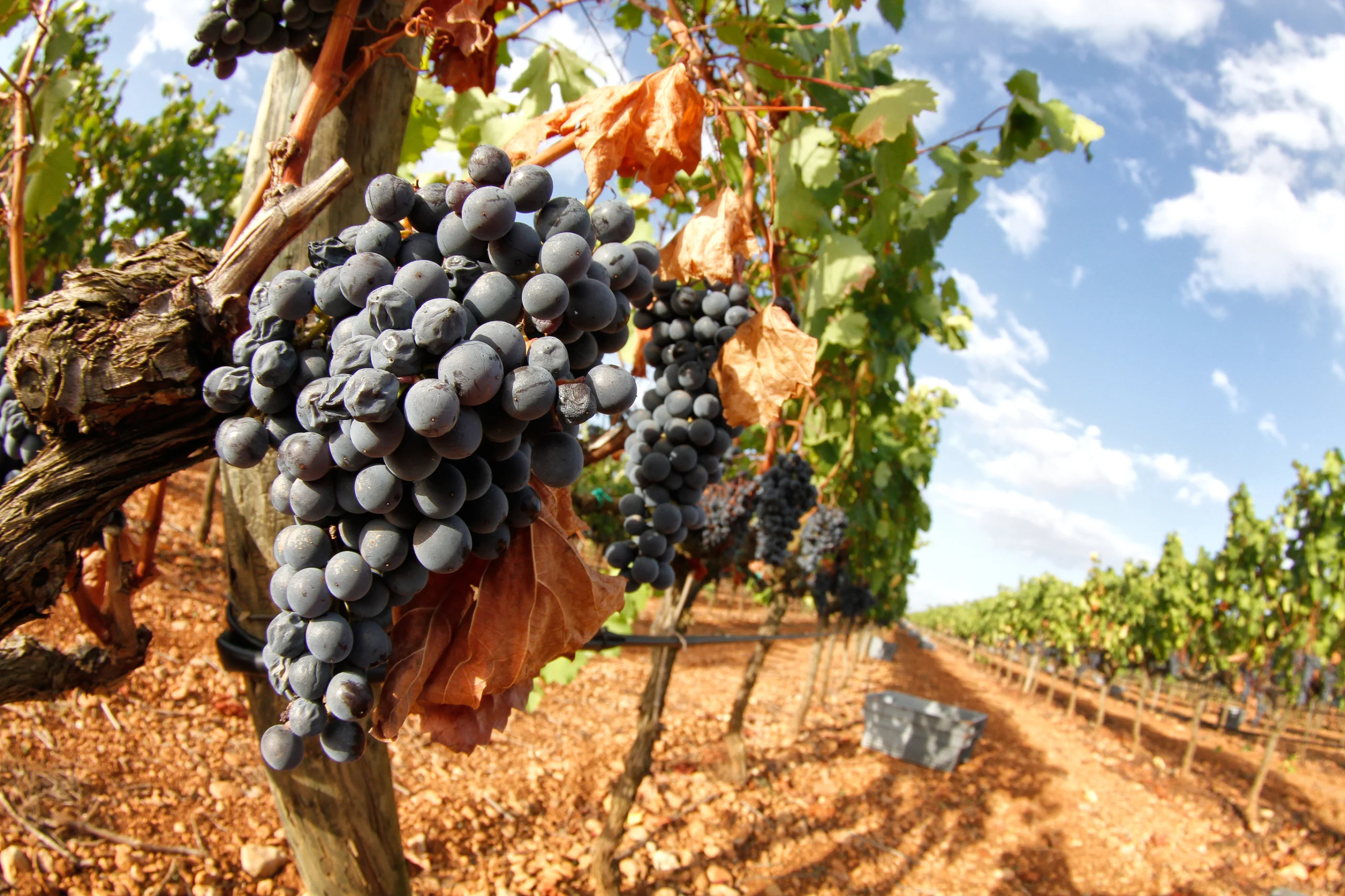 Grapes during harvesting season on a vineyard in the center of the island of Mallorca, Spain.