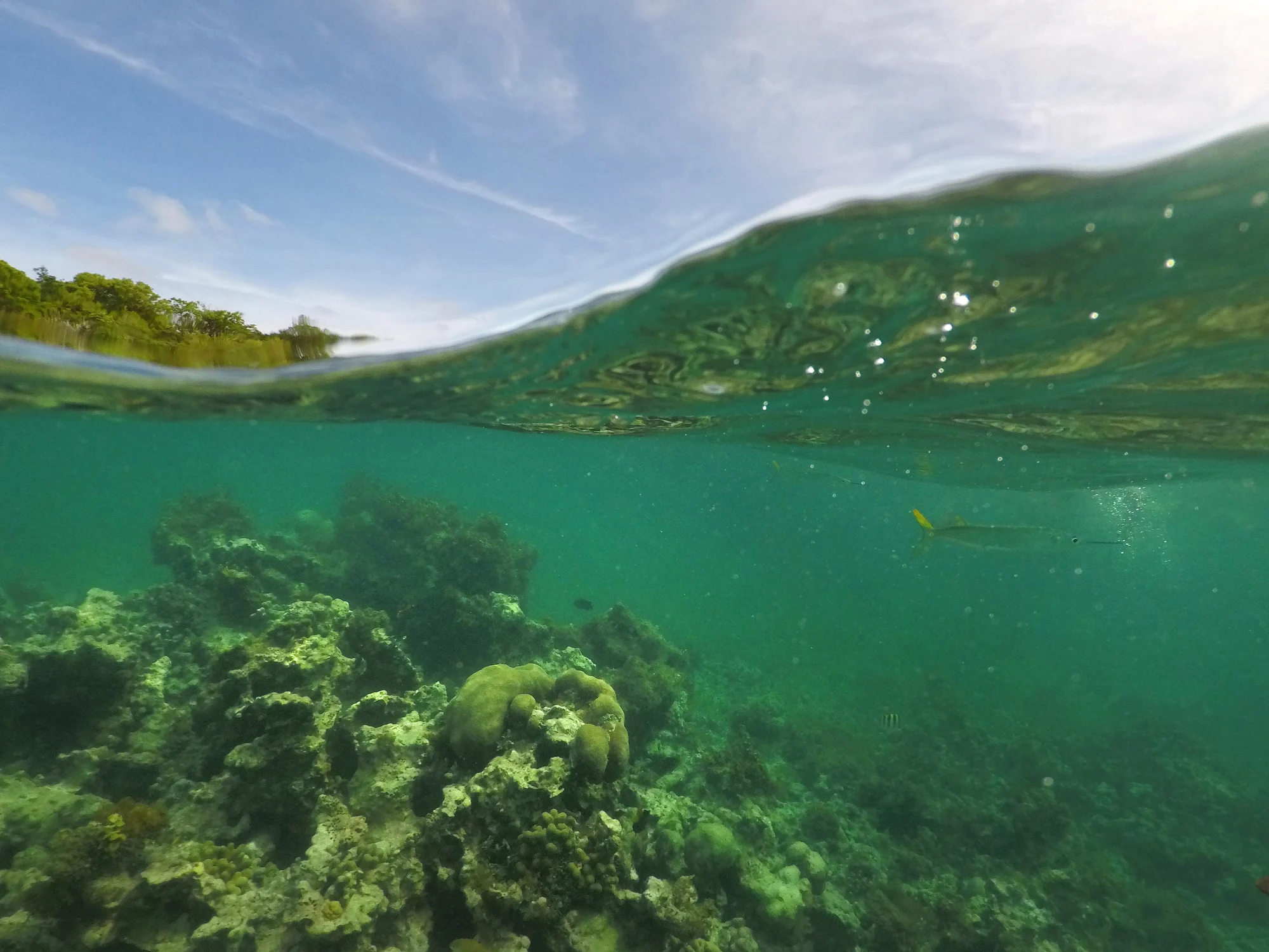 Both over and under the water, Coastline of the Caribbean, Green Island, Antigua.