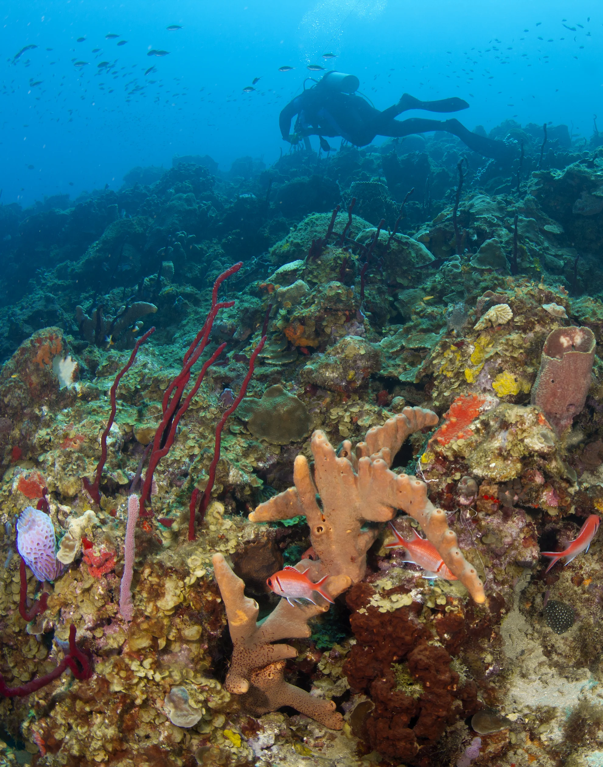 Scuba Diver on a St. Lucia Reef with fish.