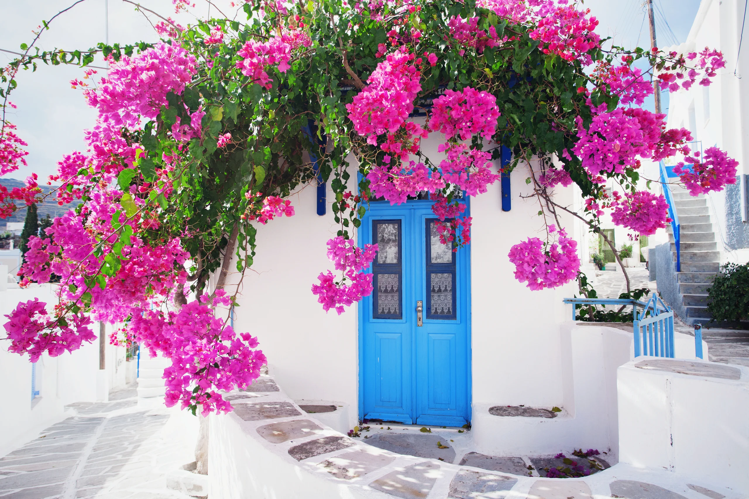 Traditional greek house with flowers in Paros island, Greece. Blue door surrounded by magenta flowers
