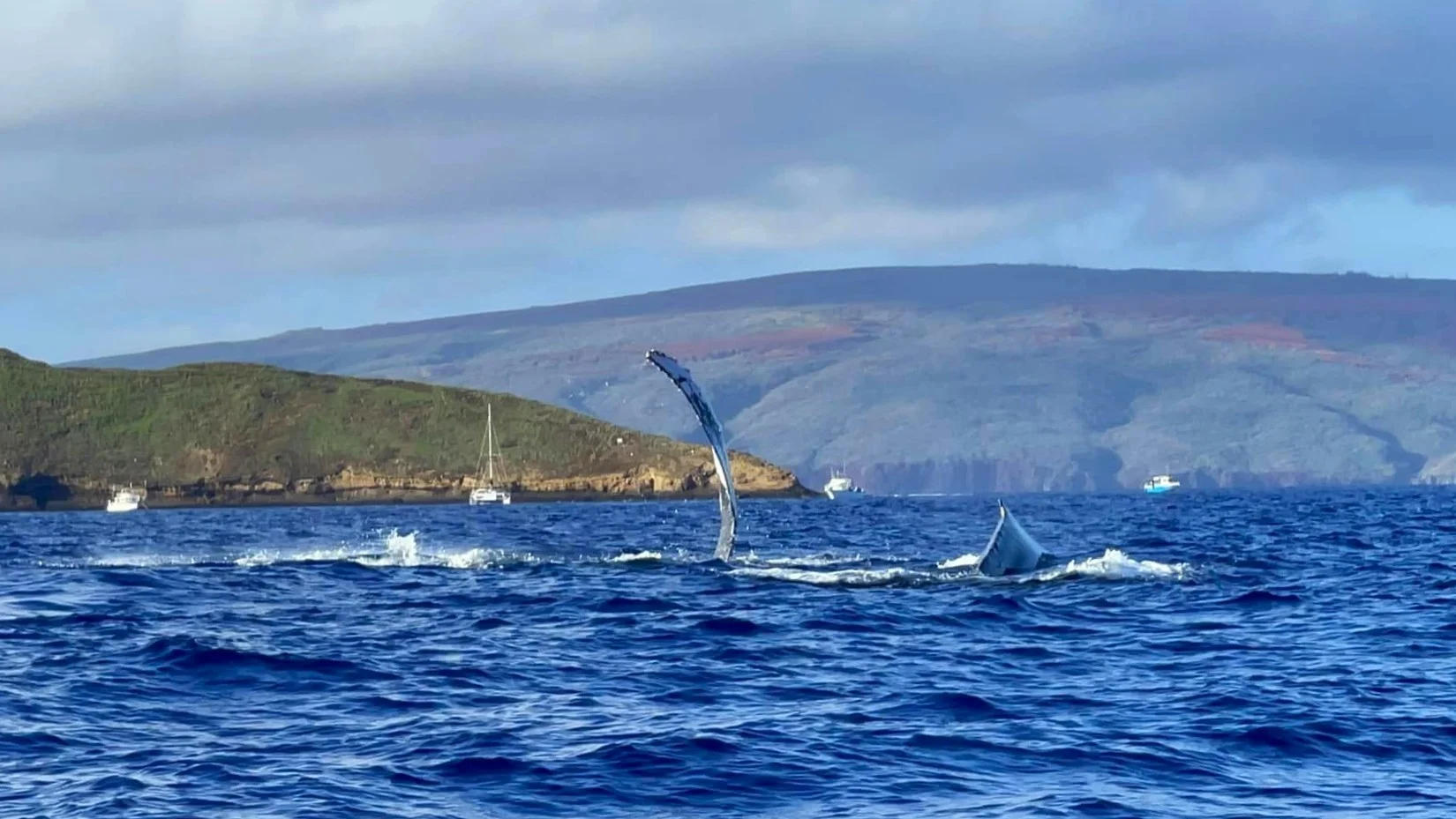 Sailing among whales off the Maui coast