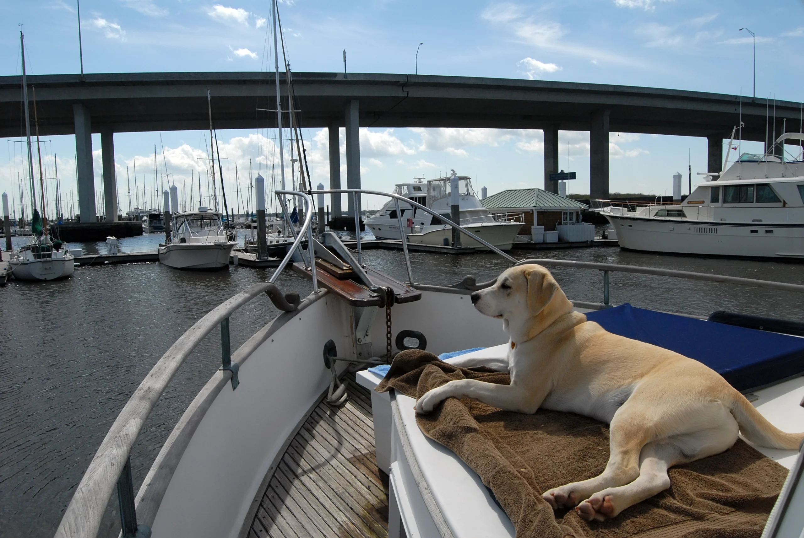 Dog on Boat