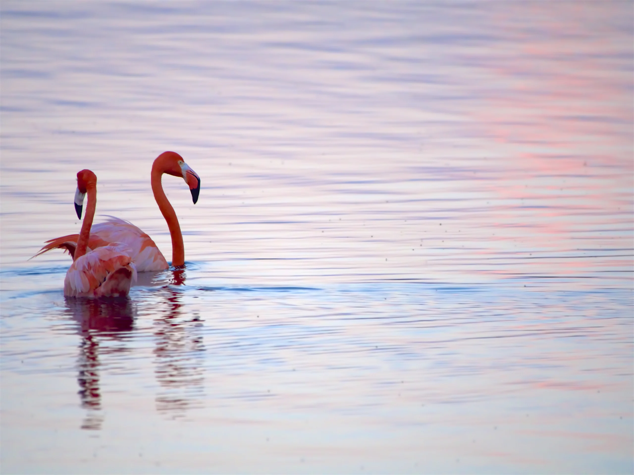 Caribbean Flamingos