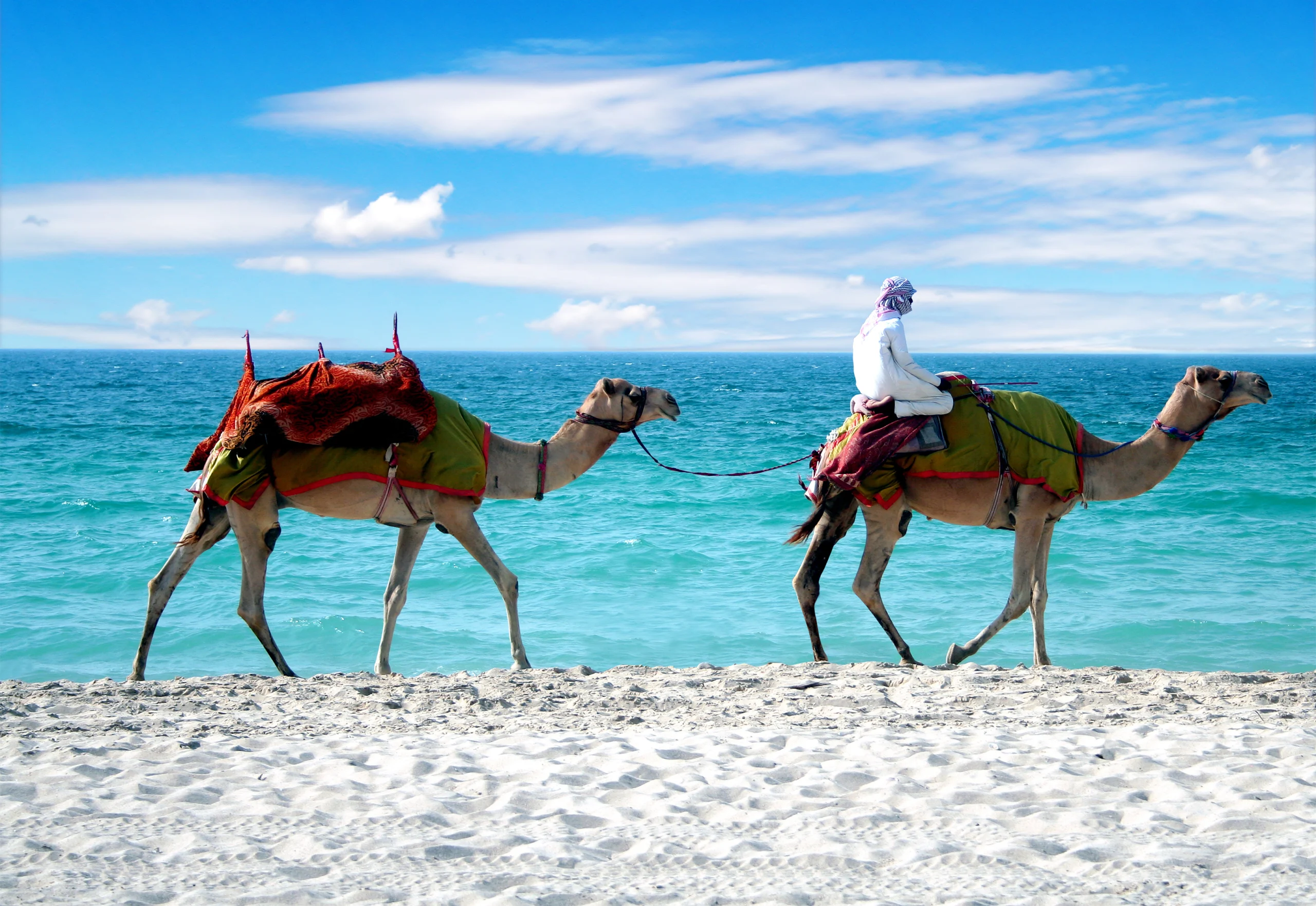 Camels on a Dubai Beach under a beautiful cloudy sky