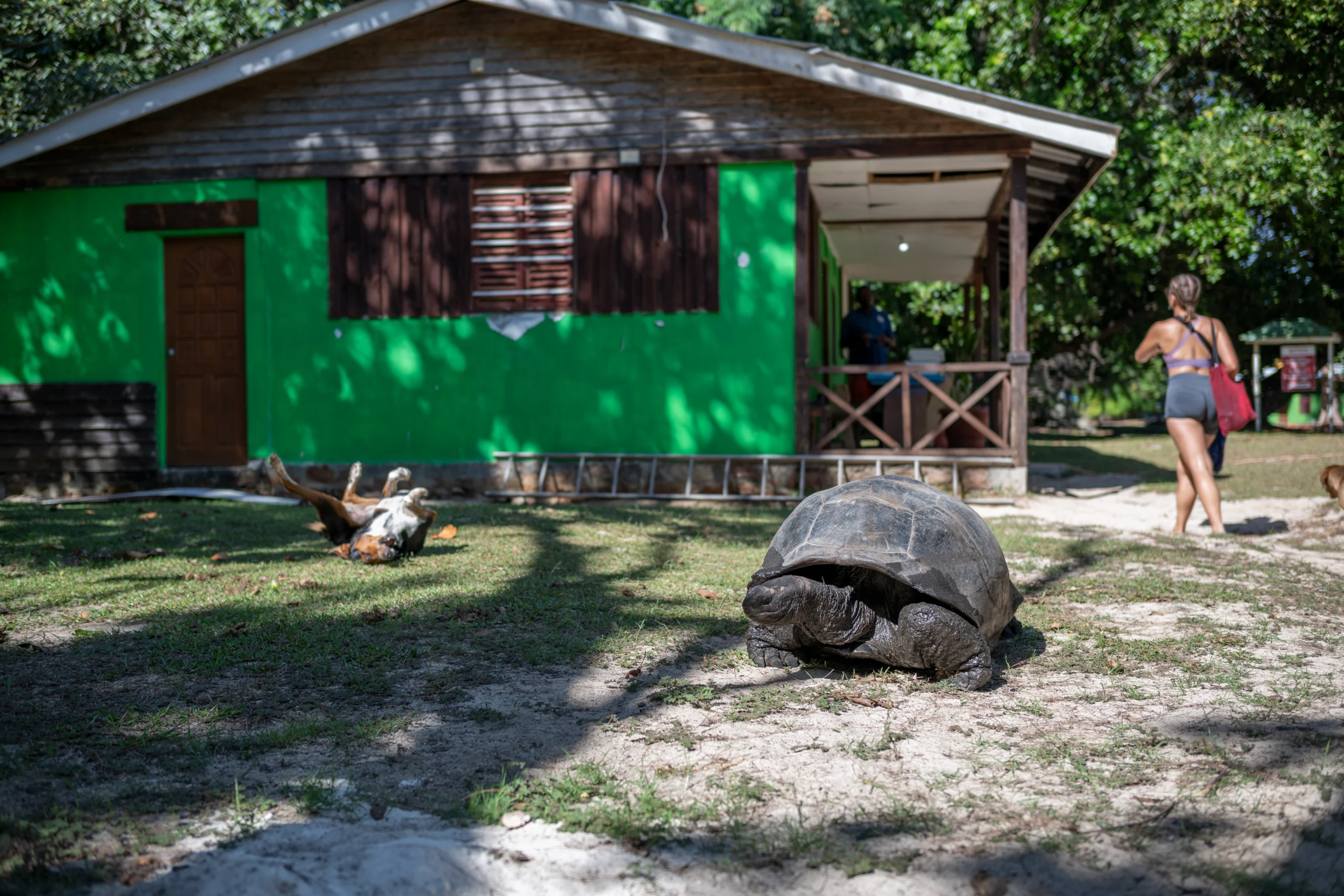 giant tortoise in Curieuse 