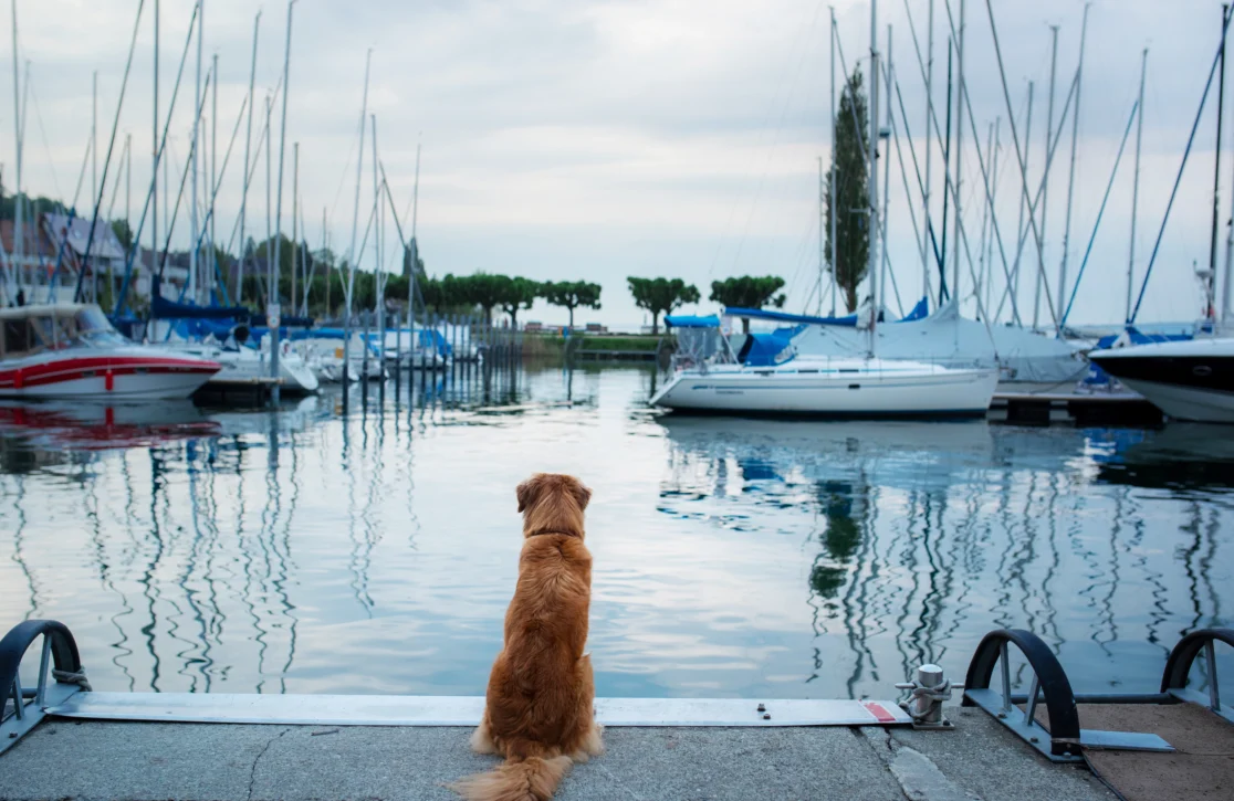 The Rise of the Pet-Friendly Yacht Charter: Everything You Need to Know