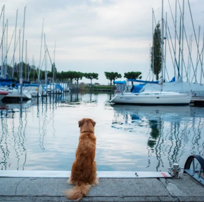 The Rise of the Pet-Friendly Yacht Charter: Everything You Need to Know