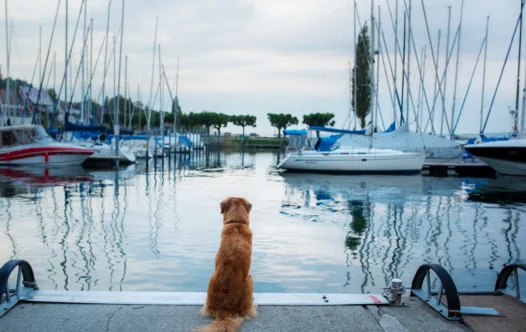 The Rise of the Pet-Friendly Yacht Charter: Everything You Need to Know