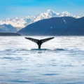 The World’s Best Places To See Whales On A Yacht Charter