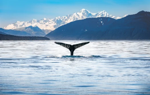 More Superyachts Are Heading To Alaska This Summer — Here’s Why