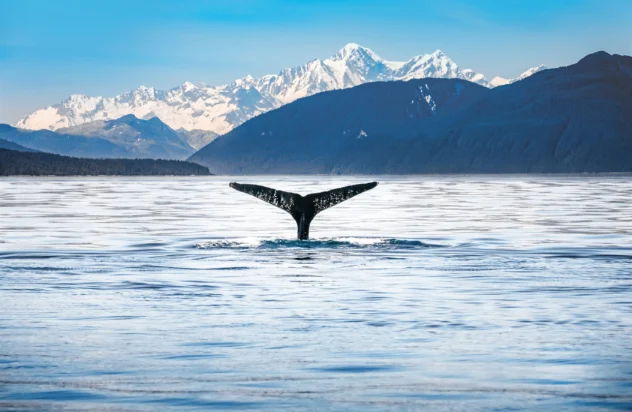 The World’s Best Places To See Whales On A Yacht Charter
