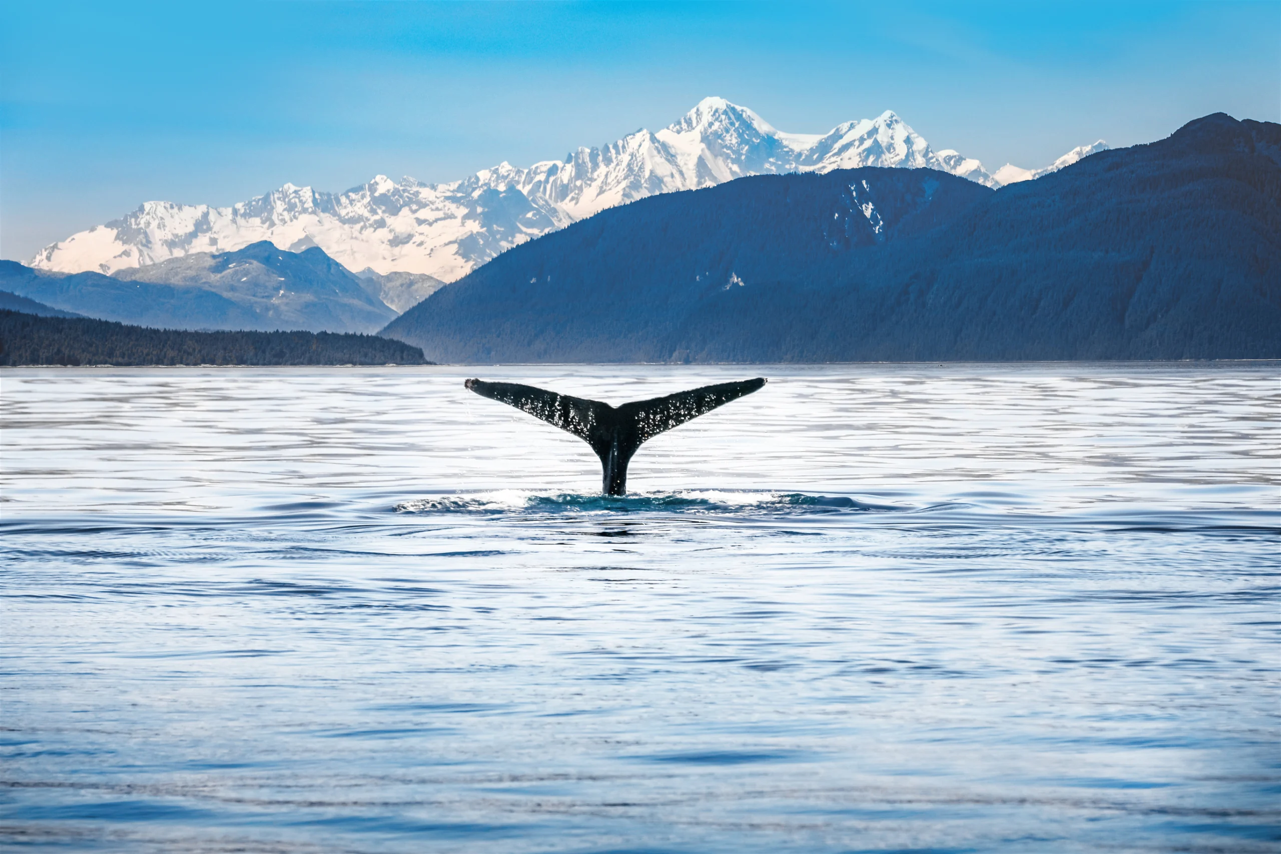 Humpback whale tail with icy mountains backdrop Alaska