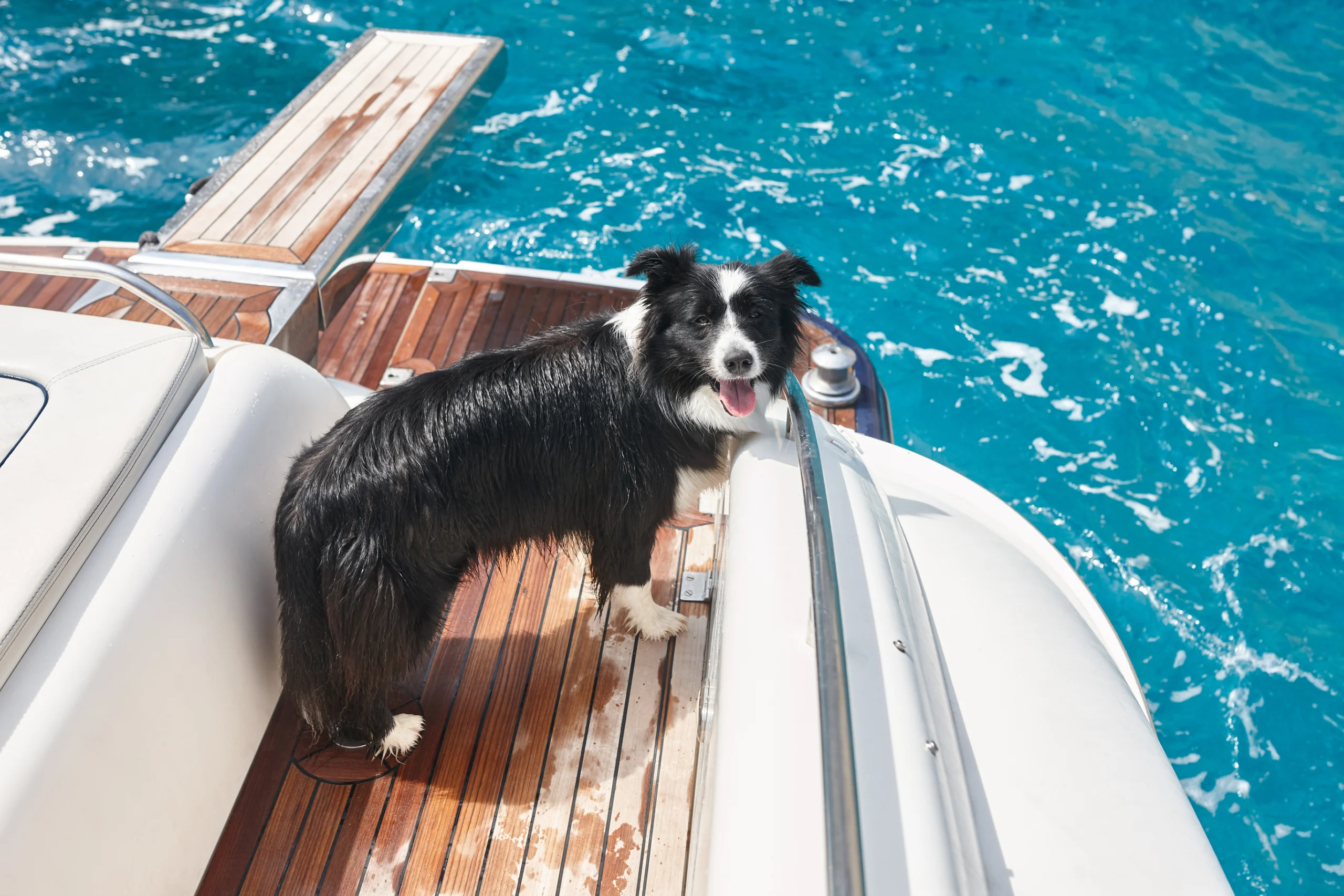Happy border collie dog on the deck of yacht
