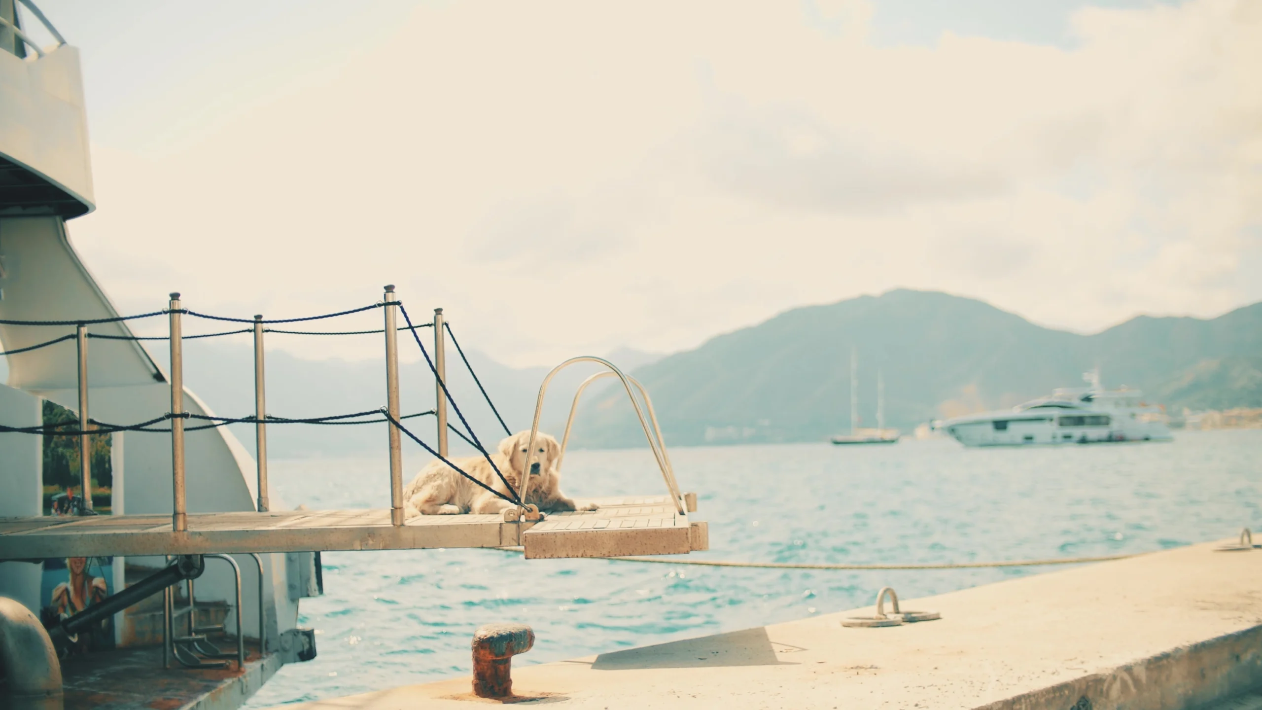 big white dog lays on the tour boat gangway on a sunny day