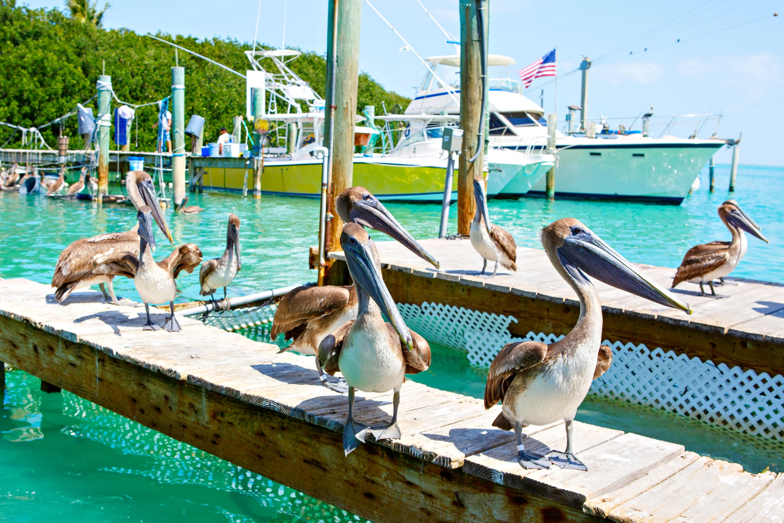 Big brown pelicans in Islamorada, Florida Keys. Waiting for fish at Robbie`s Marina