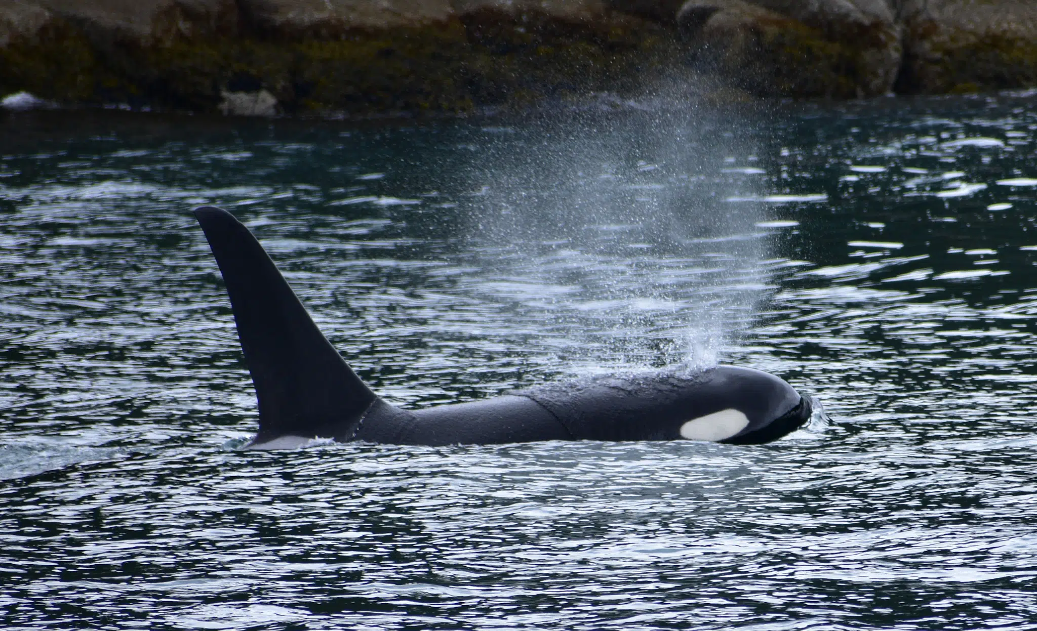 ORCA app