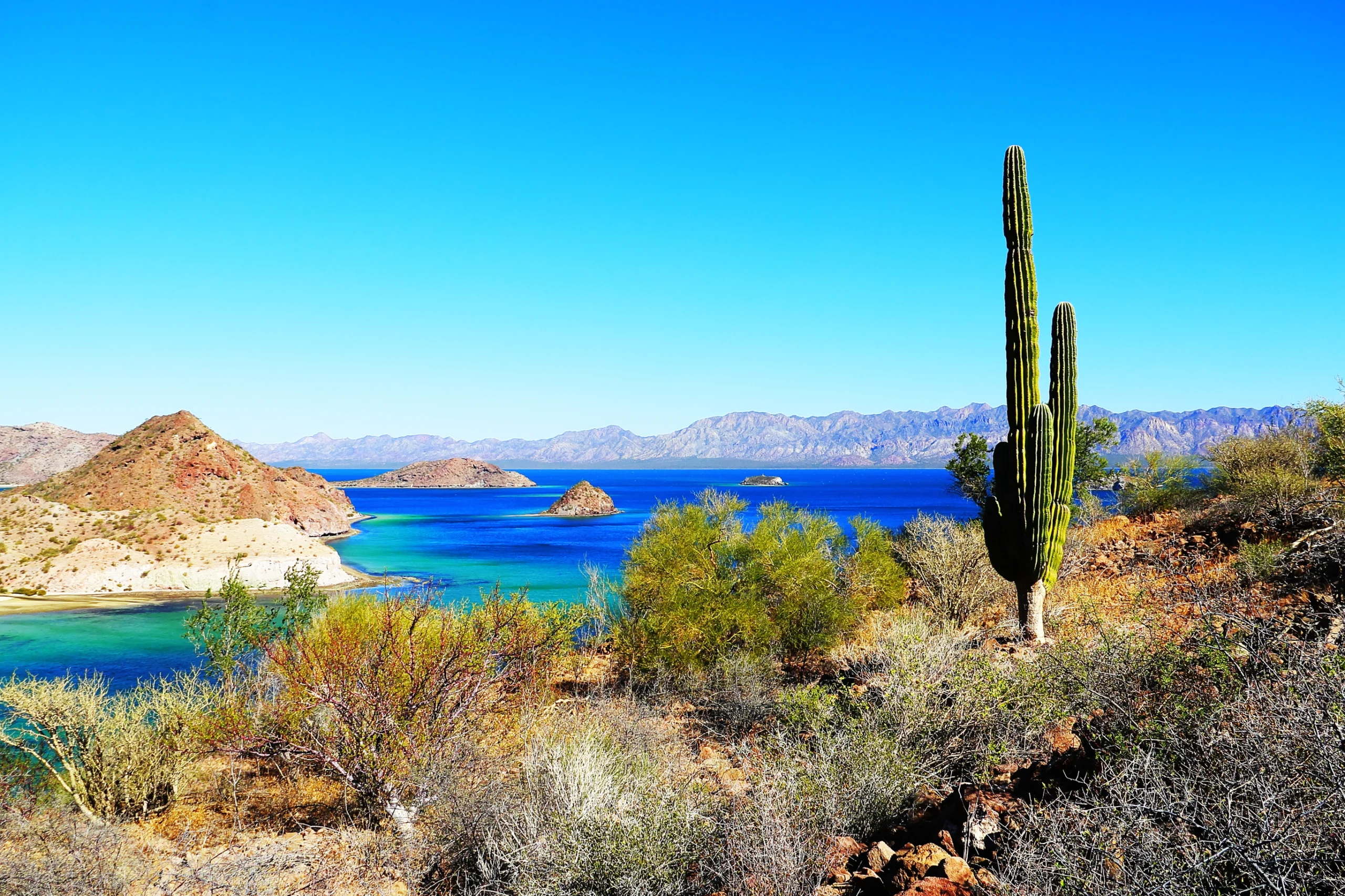 Saguaro in Loreto bays in the sea of baja california I. National Park Bahias de Loreto, located by the Cortes Sea in the mexican state of baja california Sur.