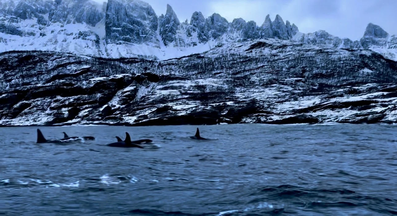 Arctic Norway orcas