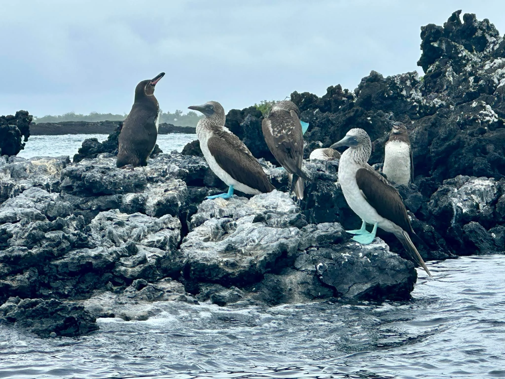 Isabela Island Penguins and Blue Footed Boobies